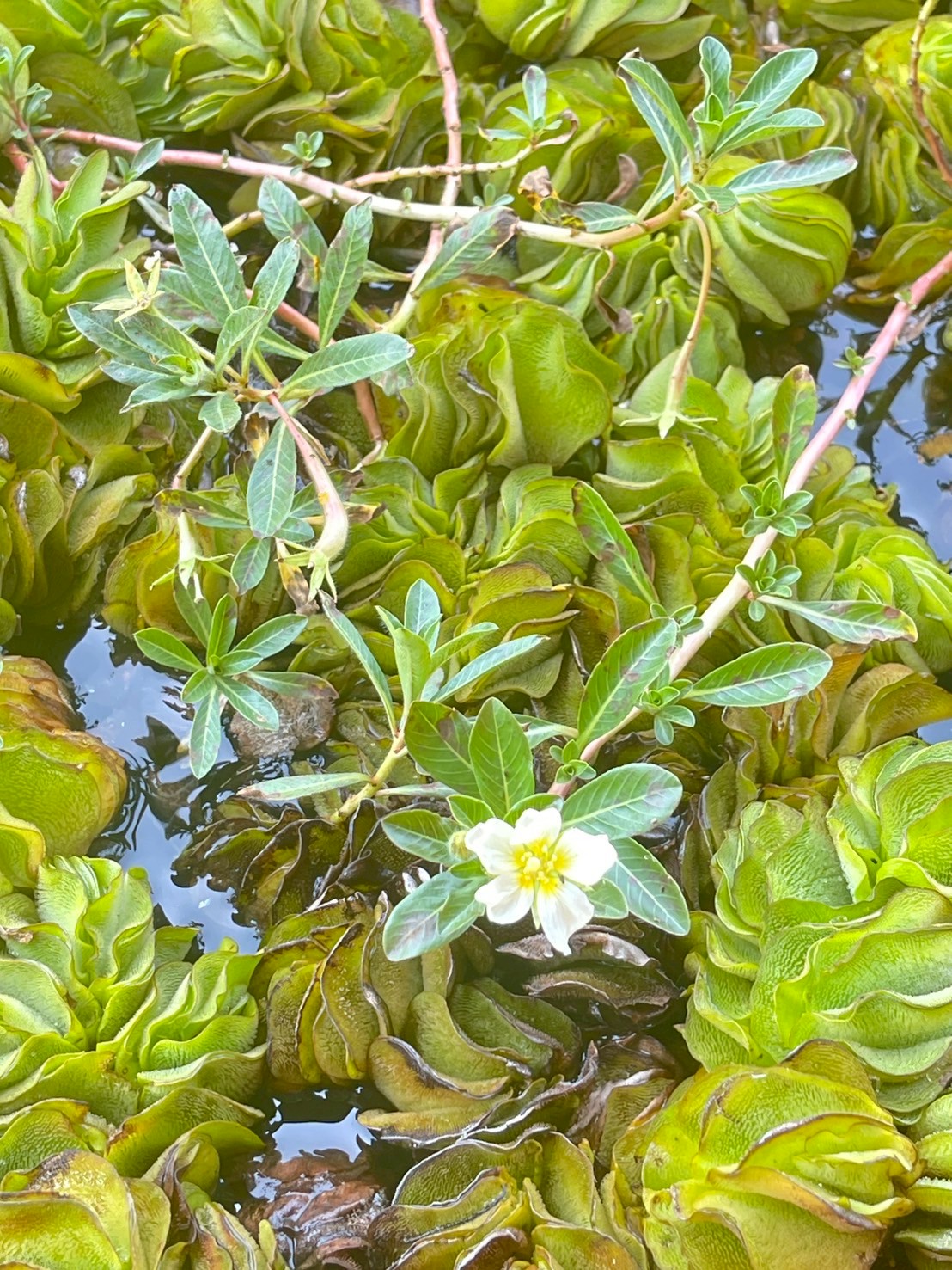 แพงพวยน้ำ