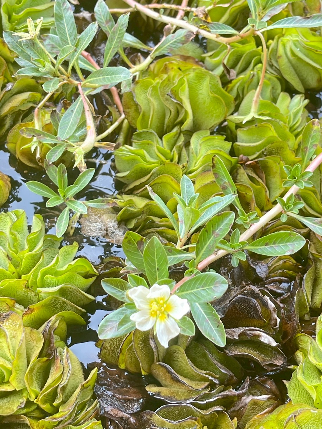 แพงพวยน้ำ