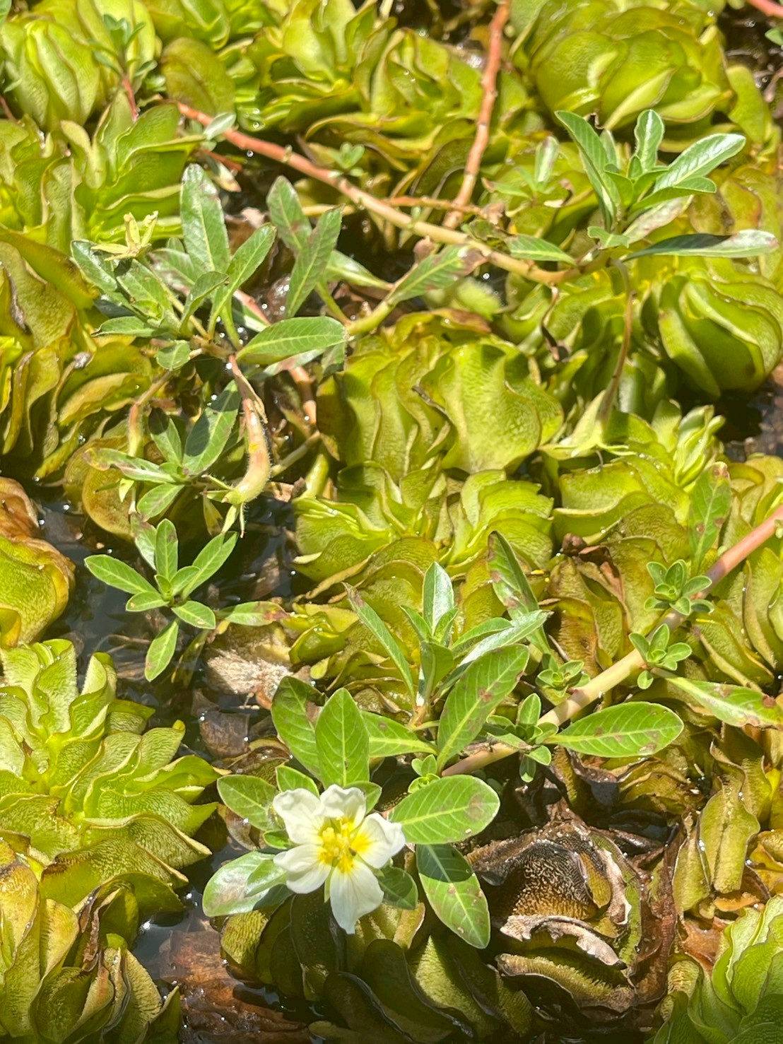 แพงพวยน้ำ