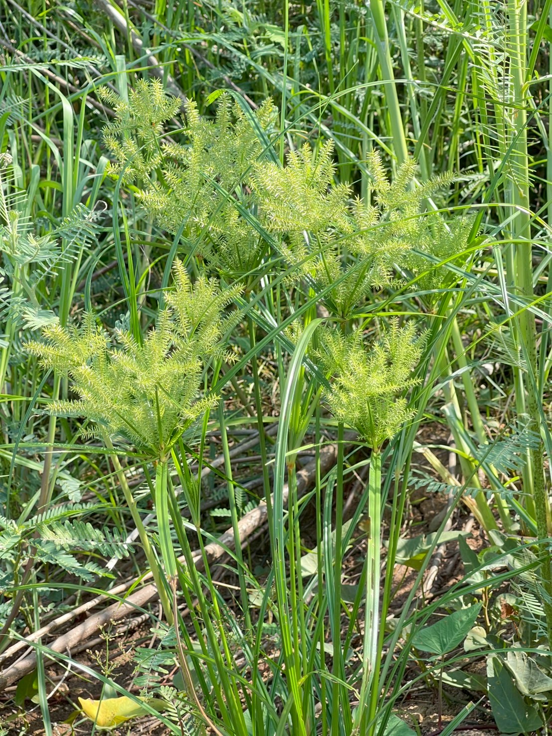 กกสามเหลี่ยมเล็ก