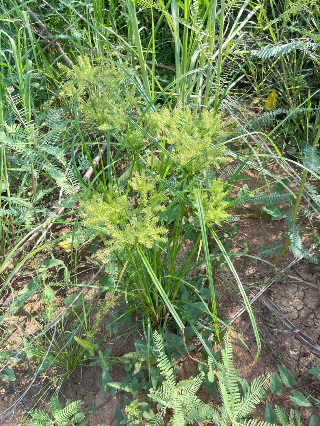 กกสามเหลี่ยมเล็ก