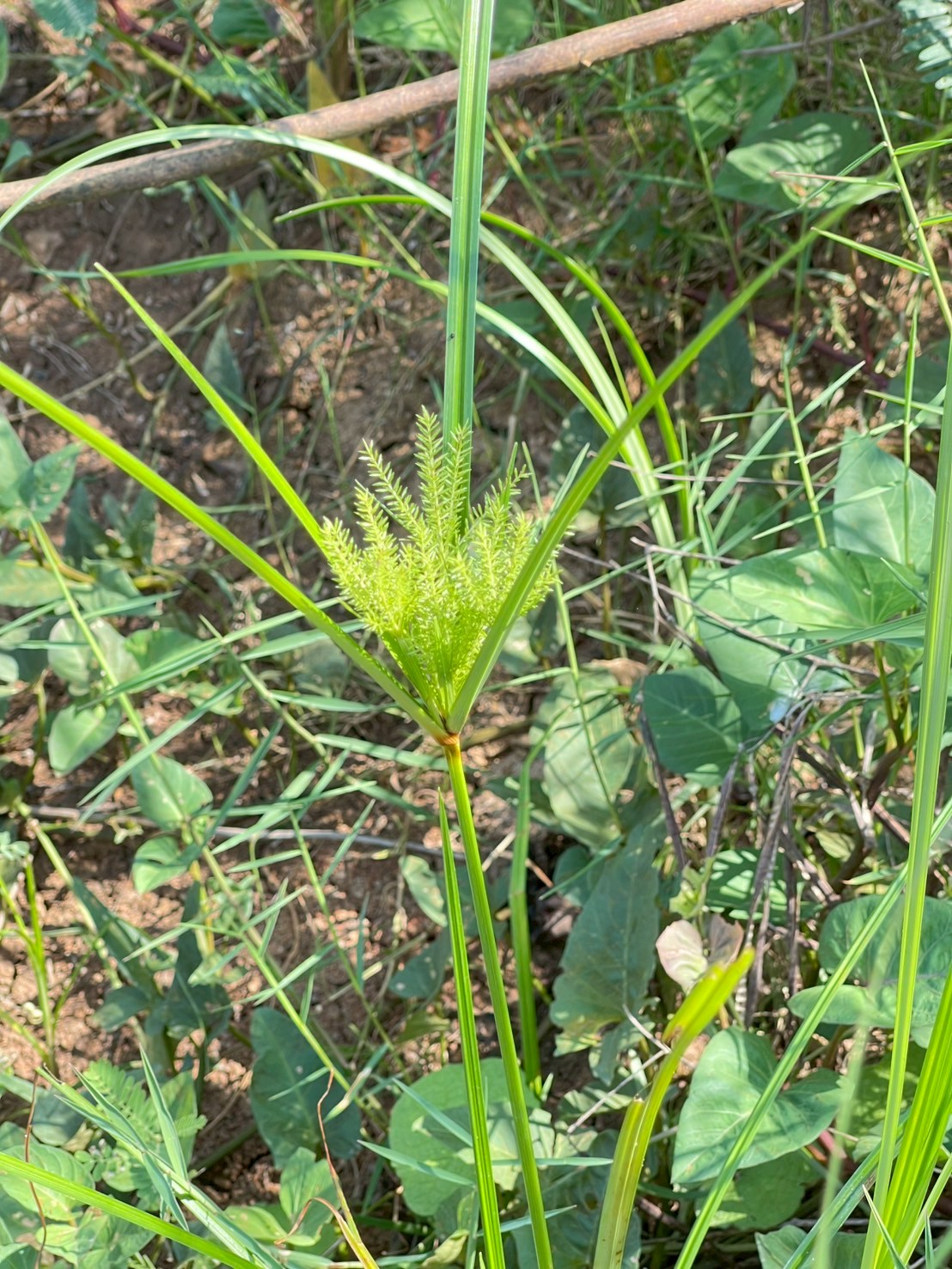 กกสามเหลี่ยมเล็ก