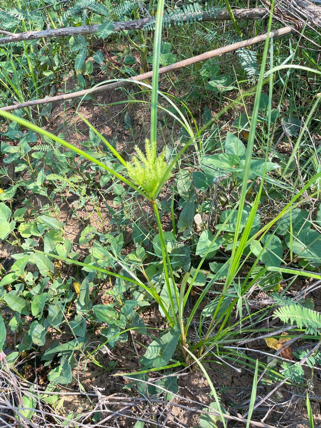 กกสามเหลี่ยมเล็ก