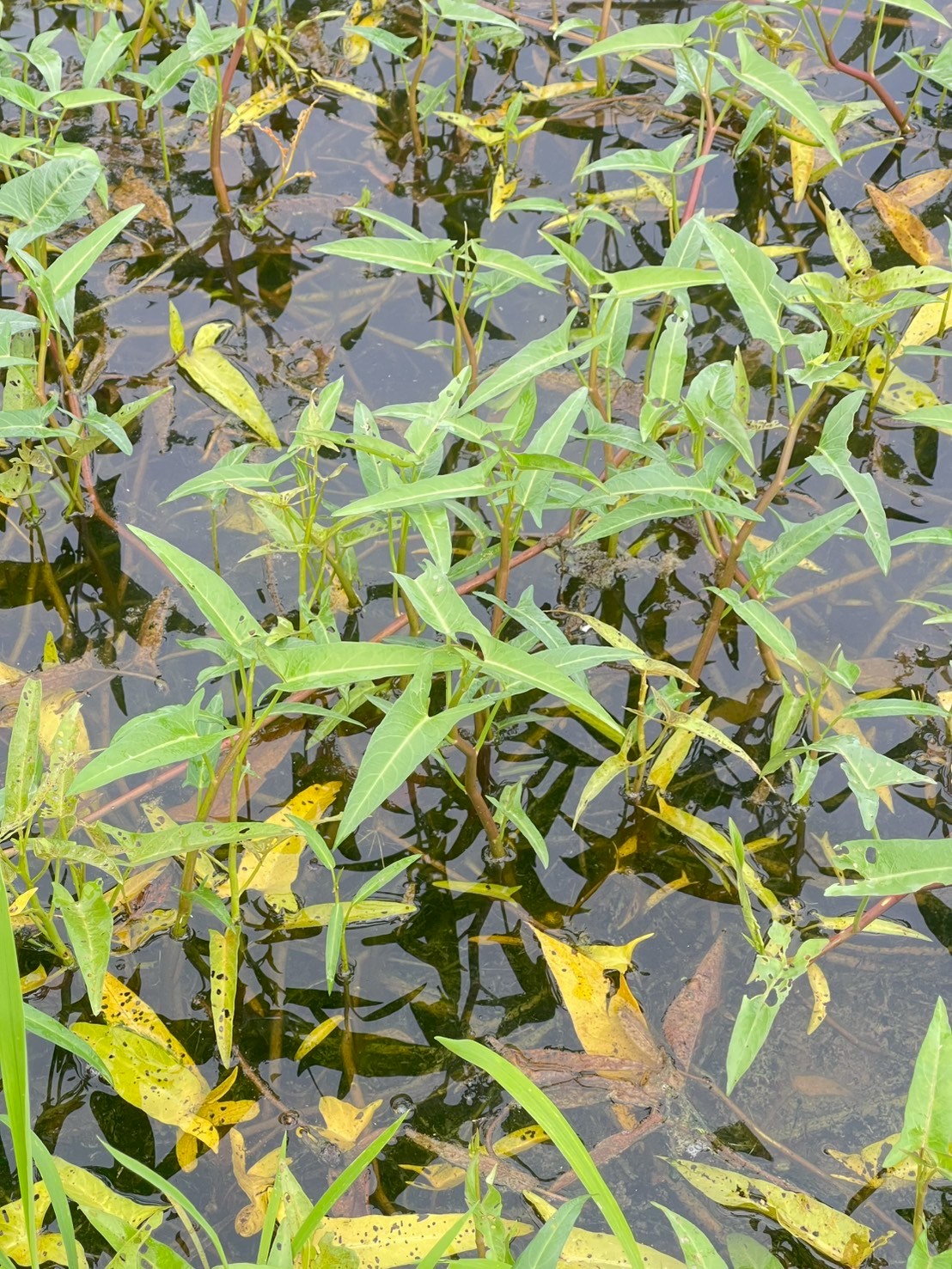 ผักบุ้ง