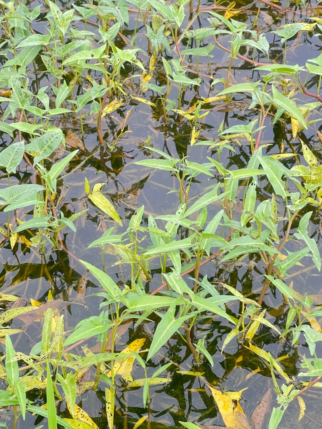 ผักบุ้ง