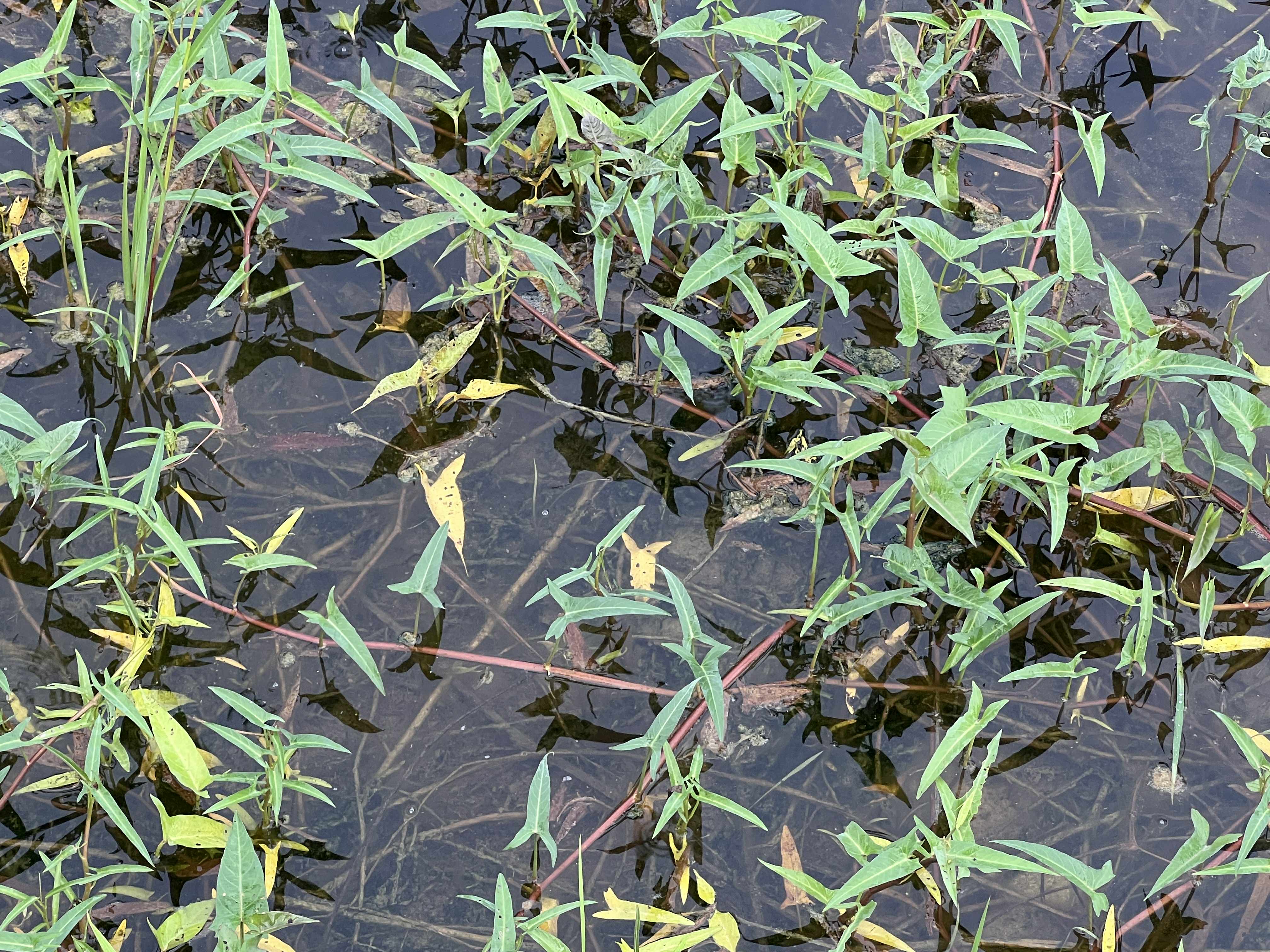 ผักบุ้ง