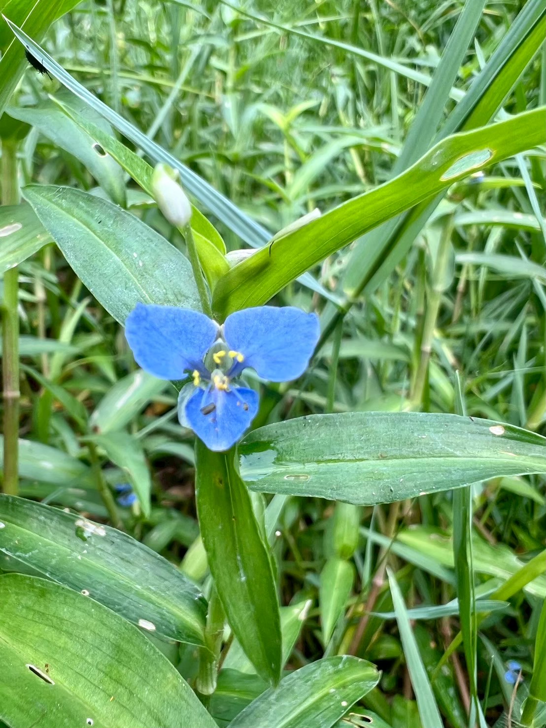 ผักปลาบ