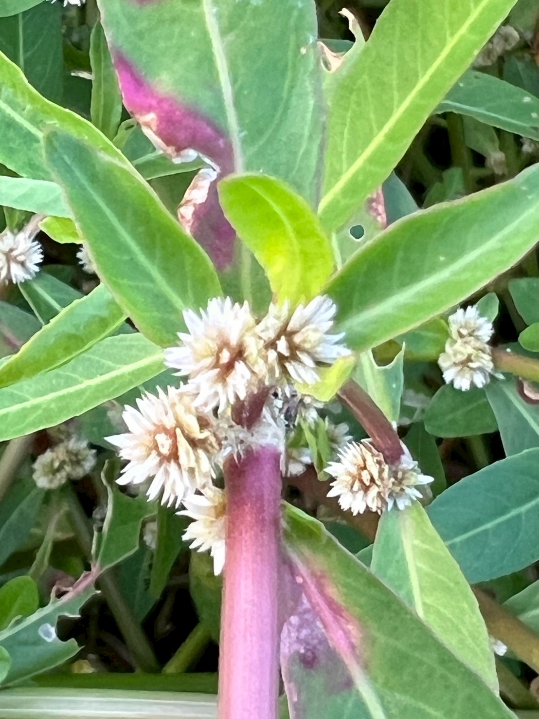 ผักเป็ด