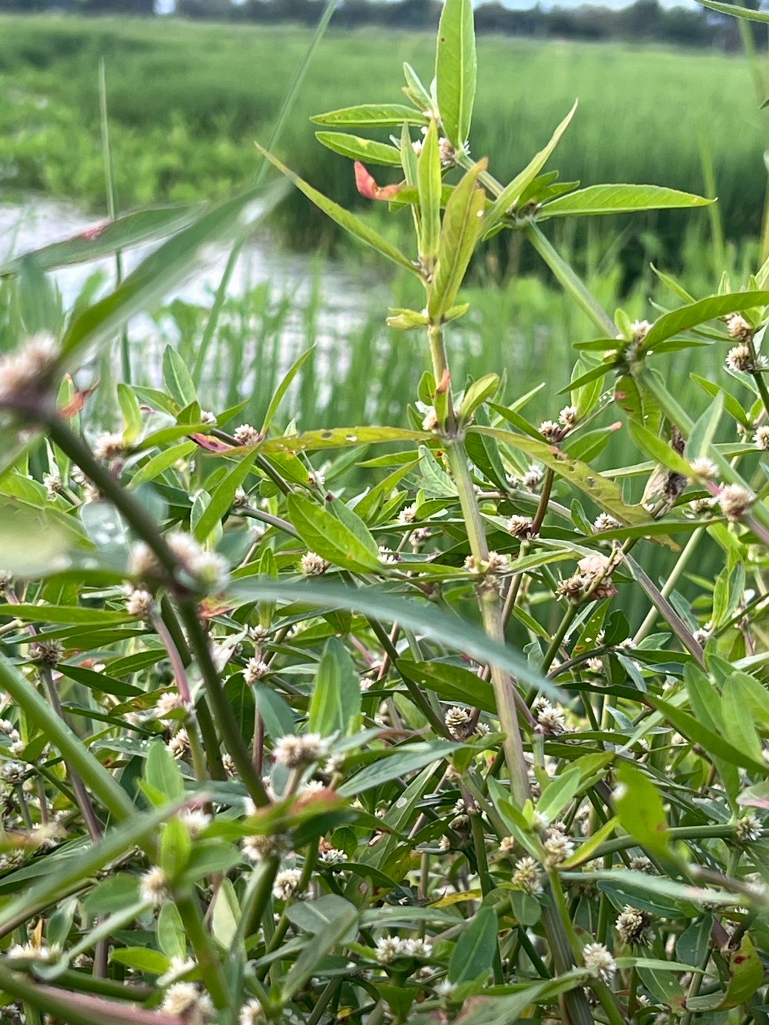 ผักเป็ด