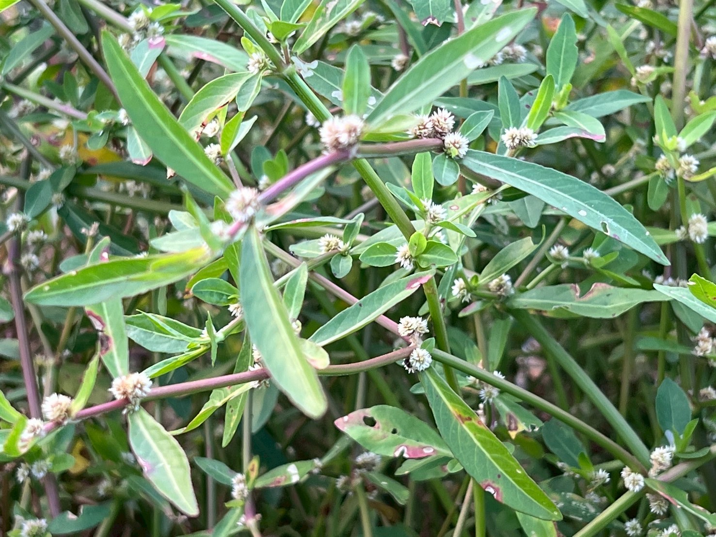 ผักเป็ด