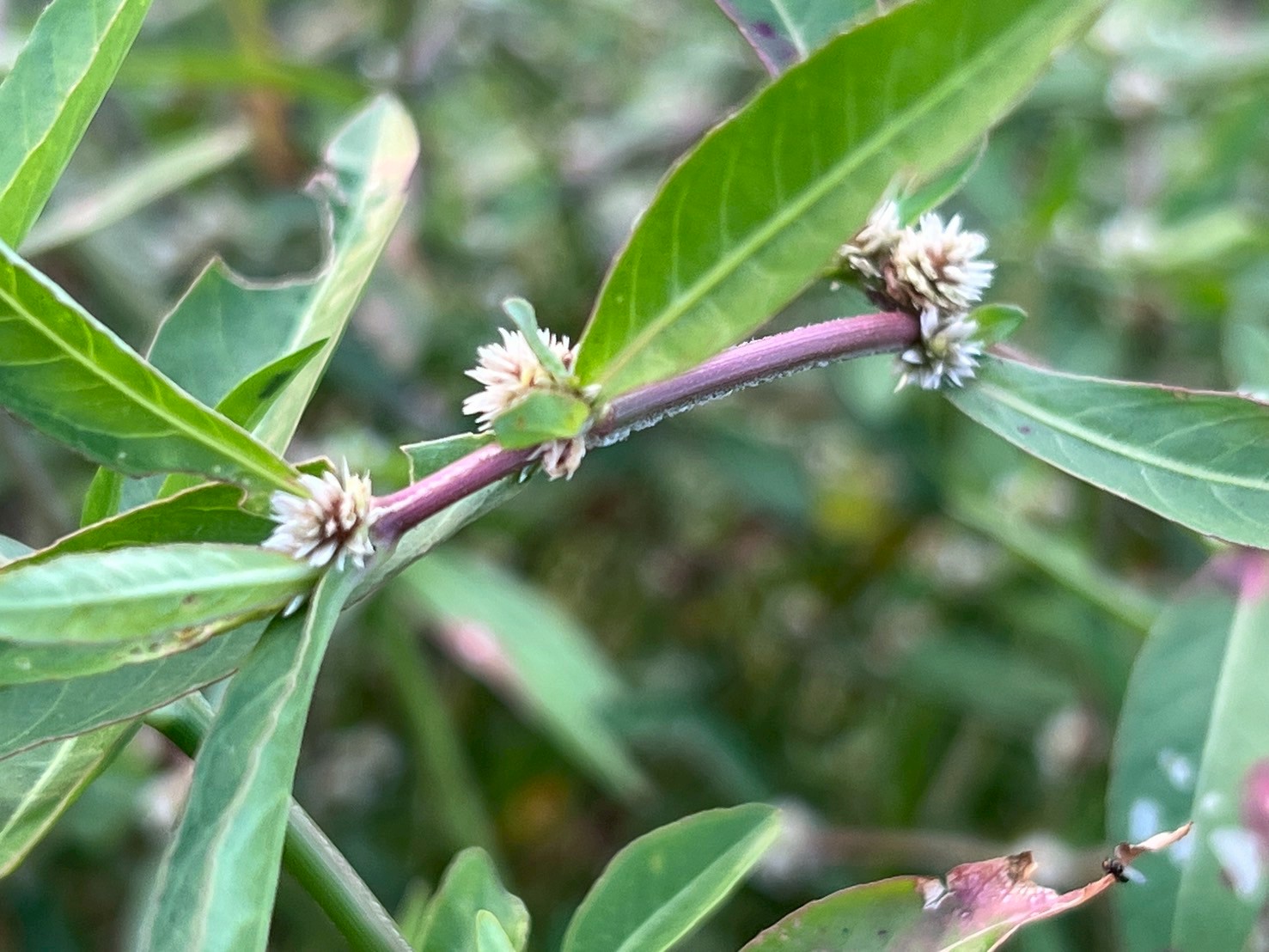 ผักเป็ด