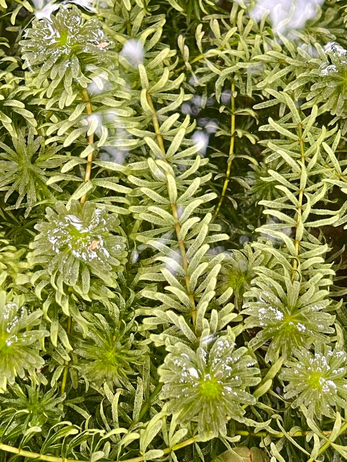 สาหร่ายหางกระรอก