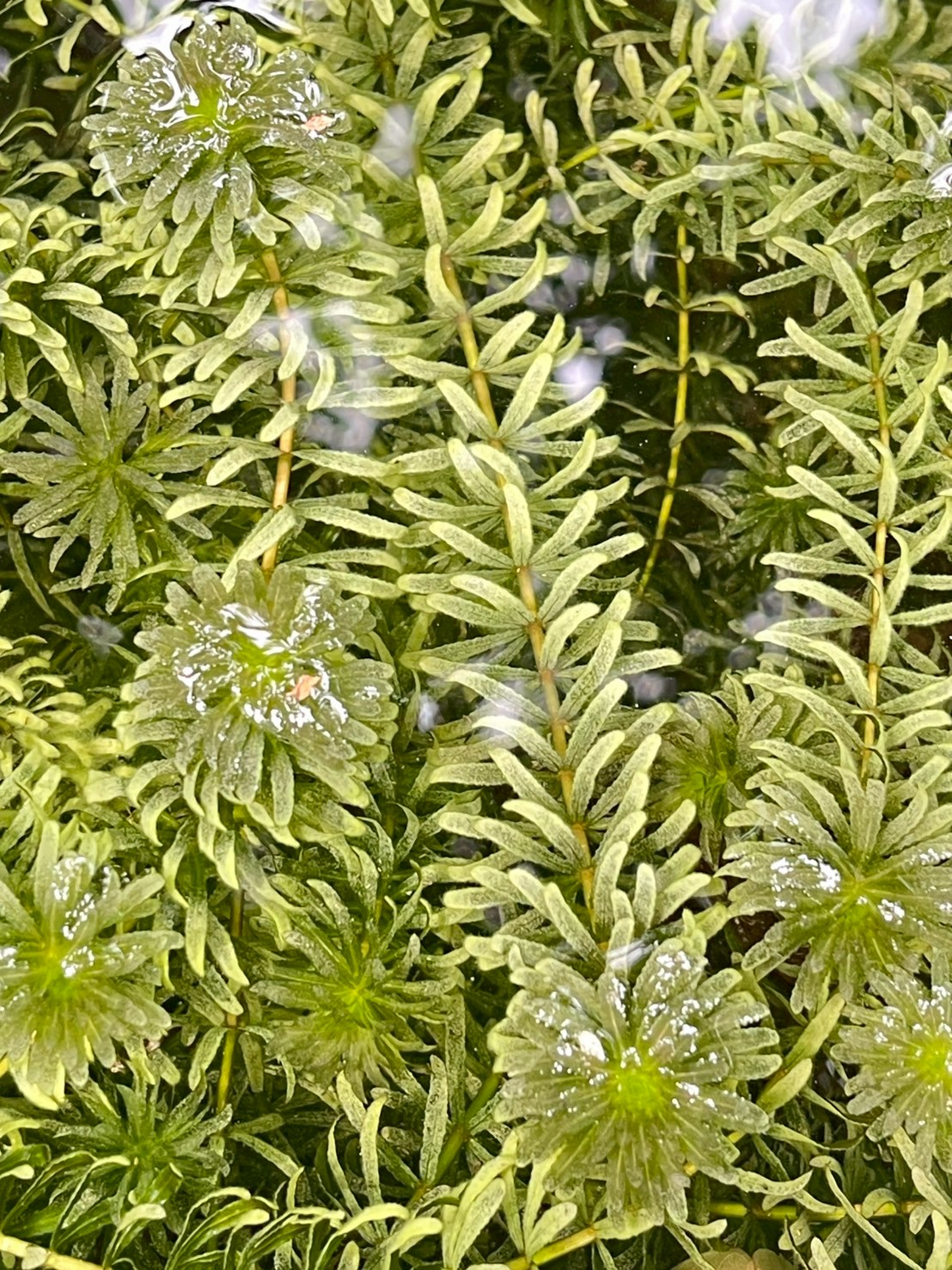 สาหร่ายหางกระรอก