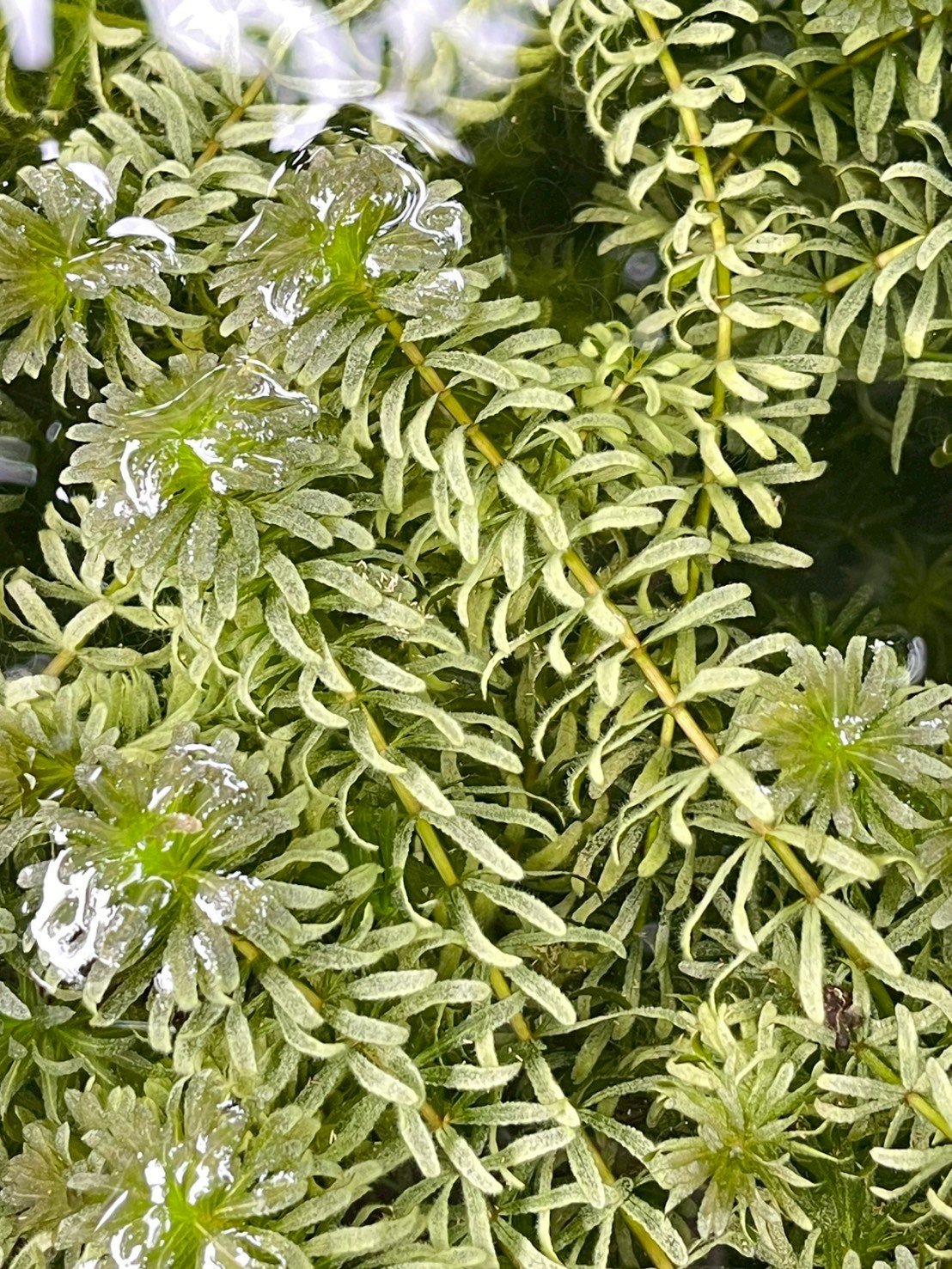 สาหร่ายหางกระรอก