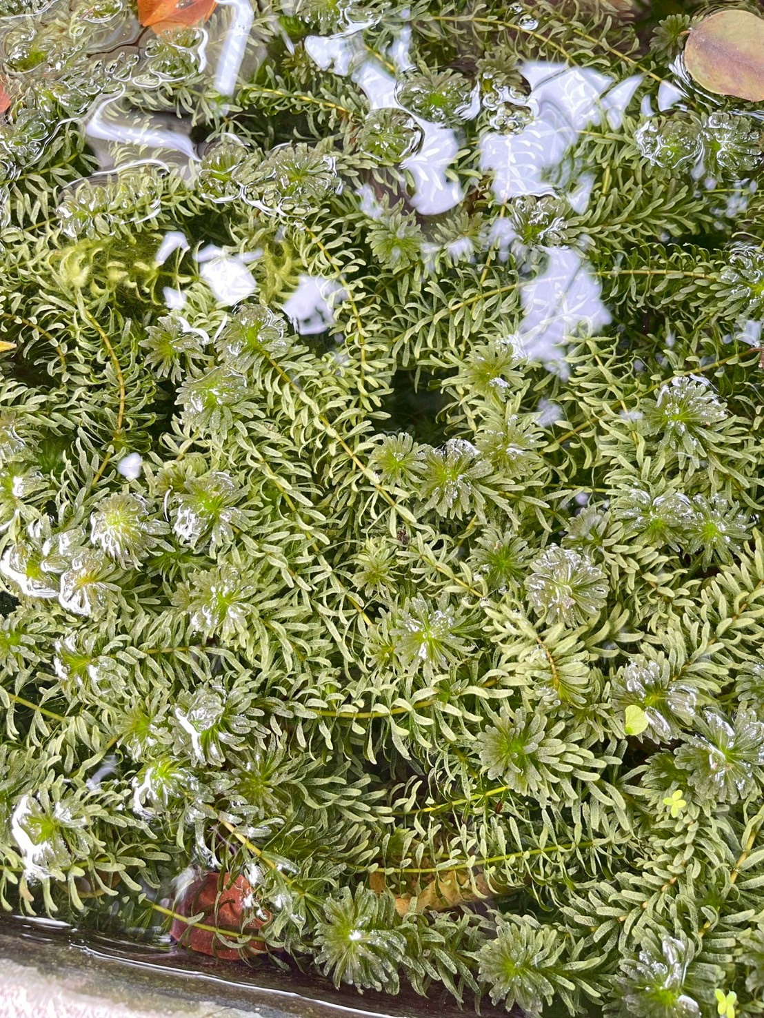 สาหร่ายหางกระรอก