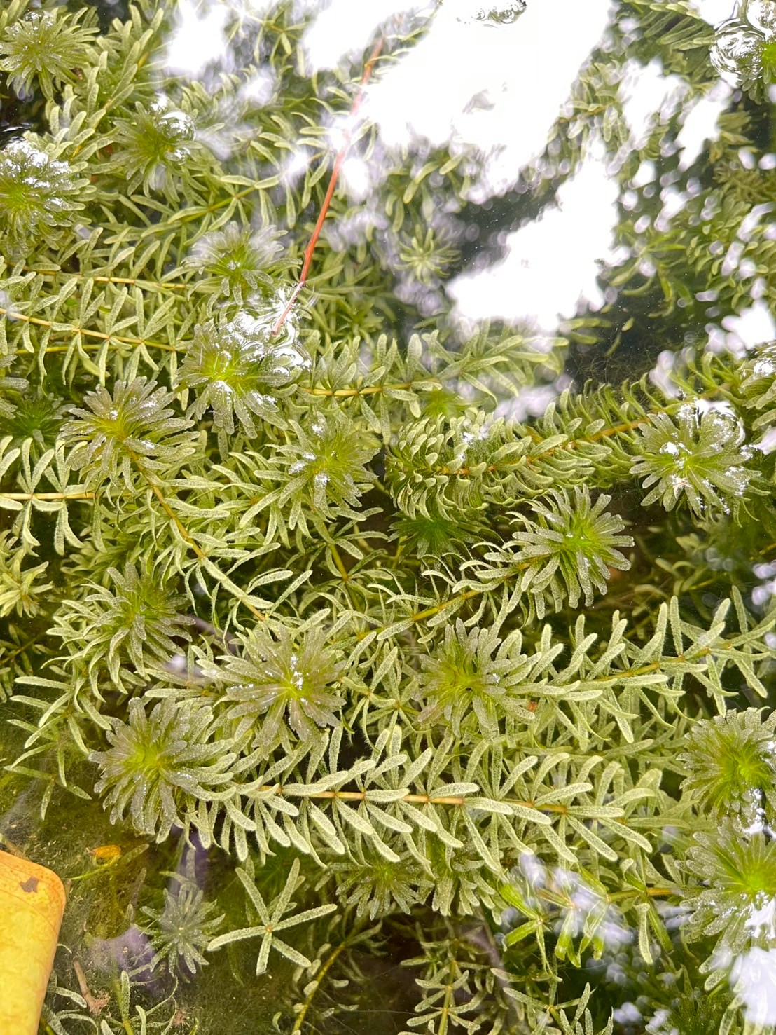 สาหร่ายหางกระรอก