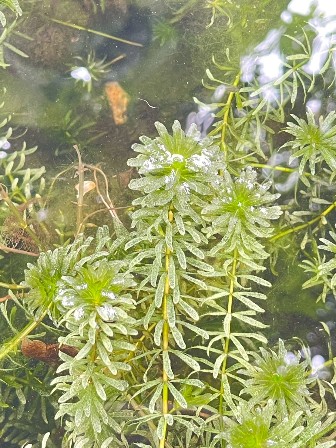 สาหร่ายหางกระรอก