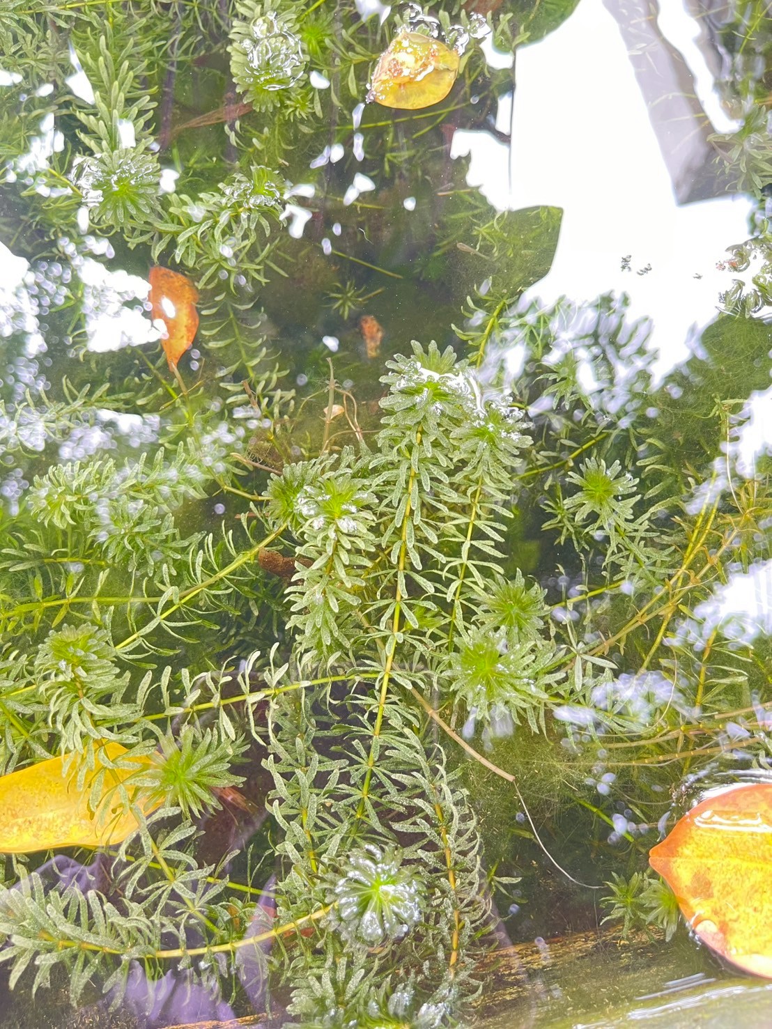 สาหร่ายหางกระรอก