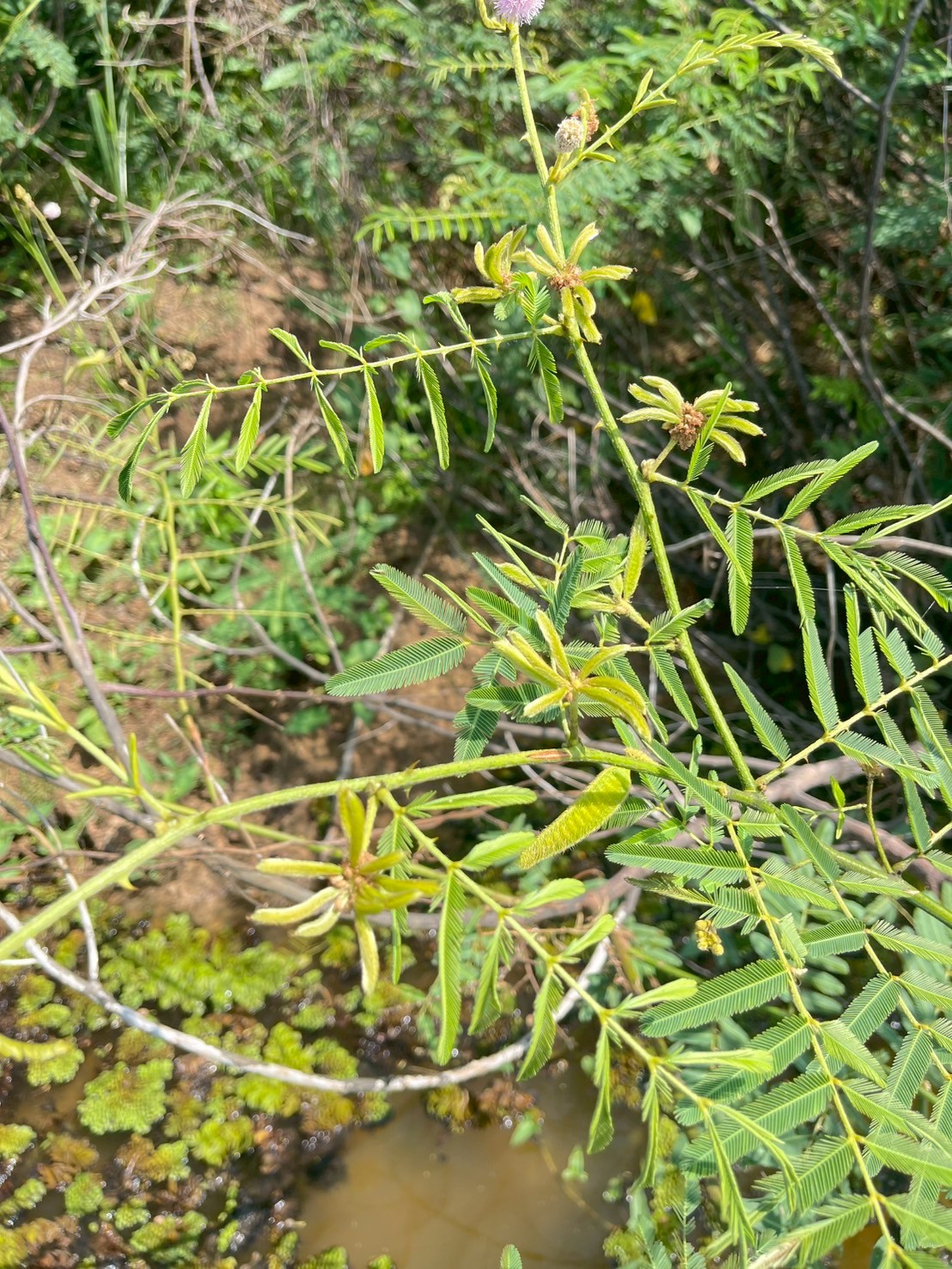 ไมยราบยักษ์