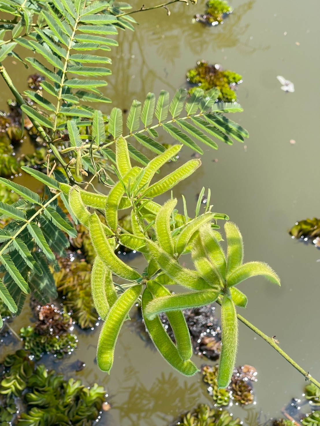 ไมยราบยักษ์