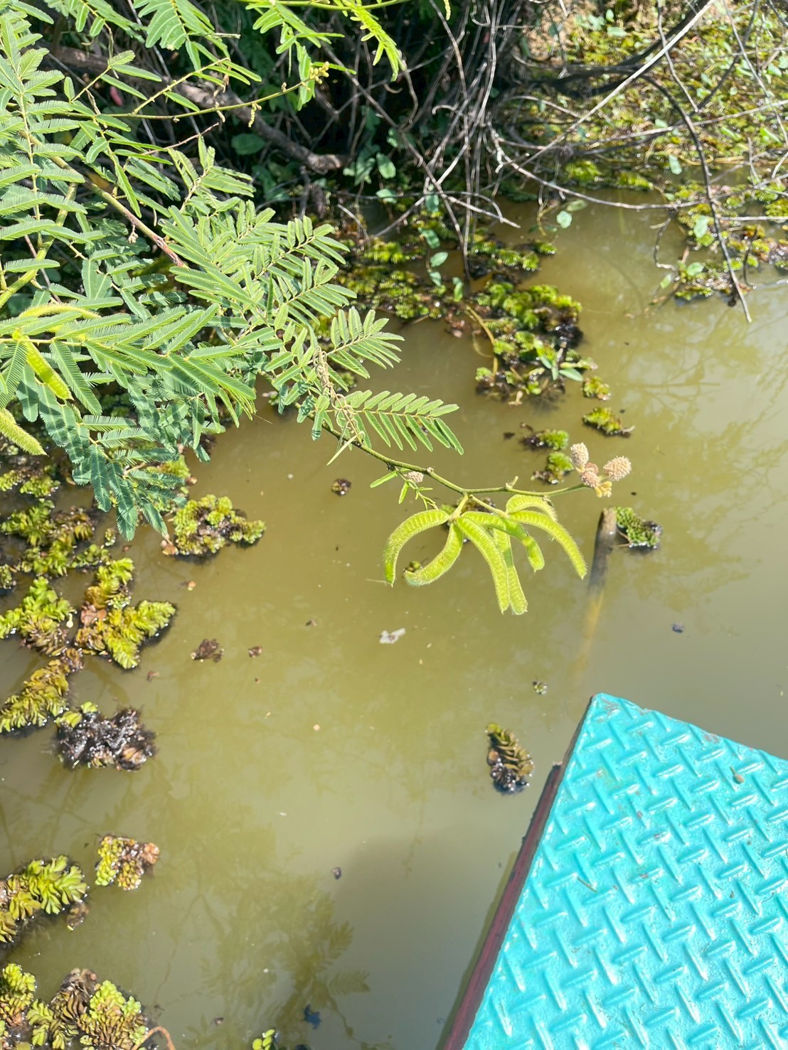 ไมยราบยักษ์