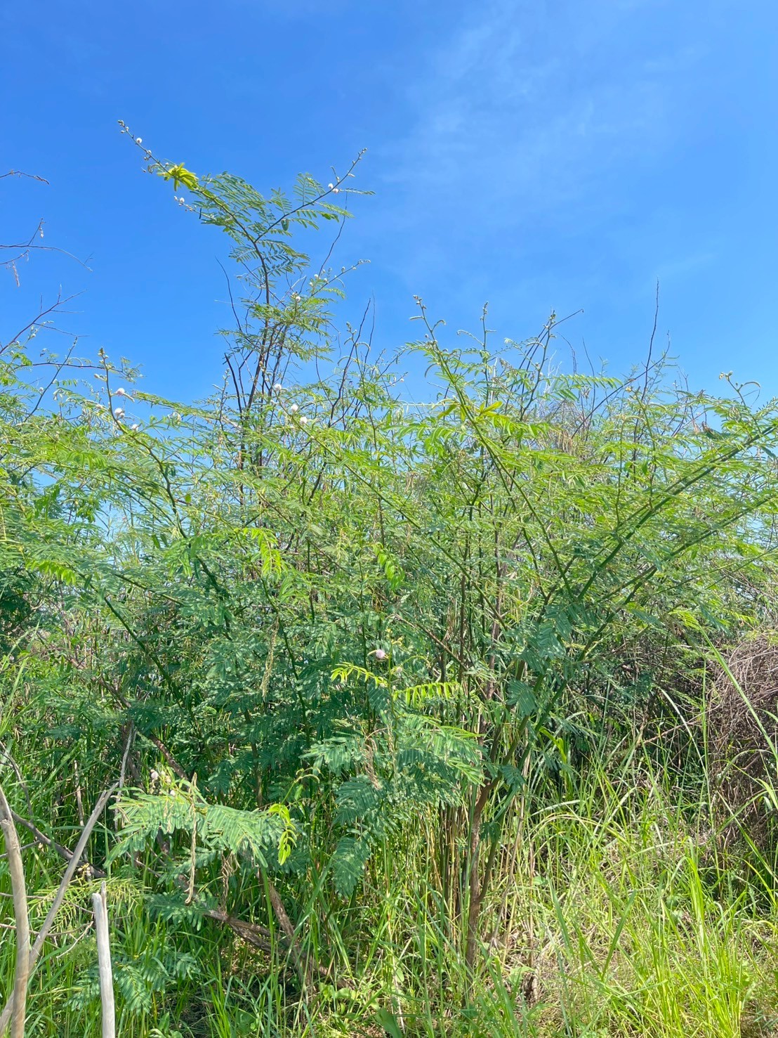 ไมยราบยักษ์