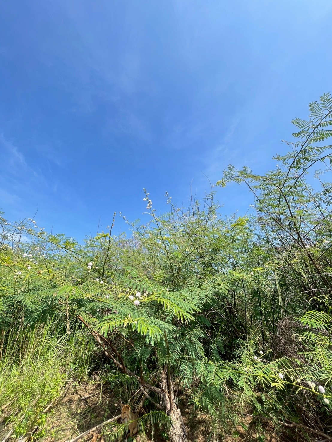 ไมยราบยักษ์