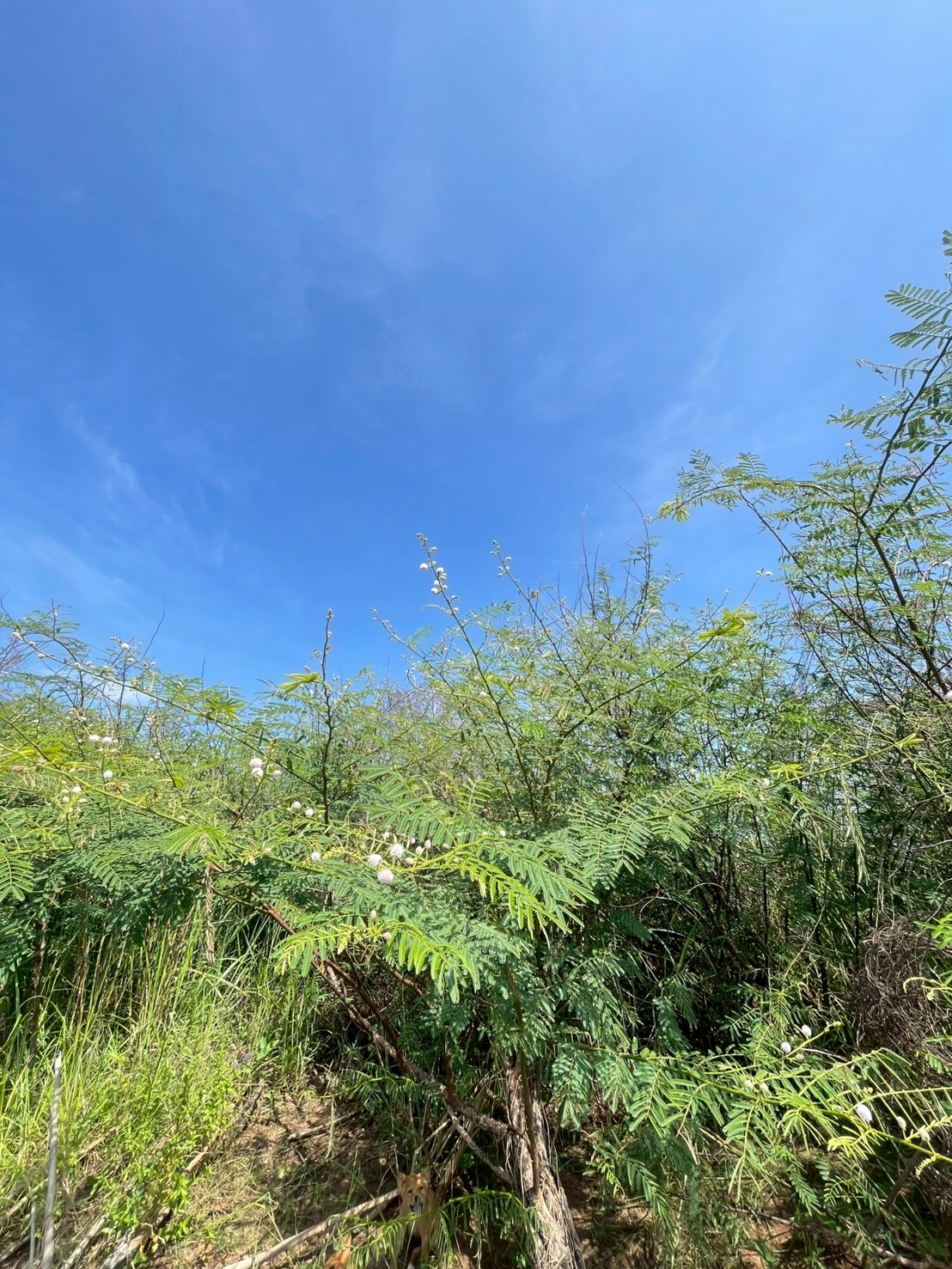 ไมยราบยักษ์