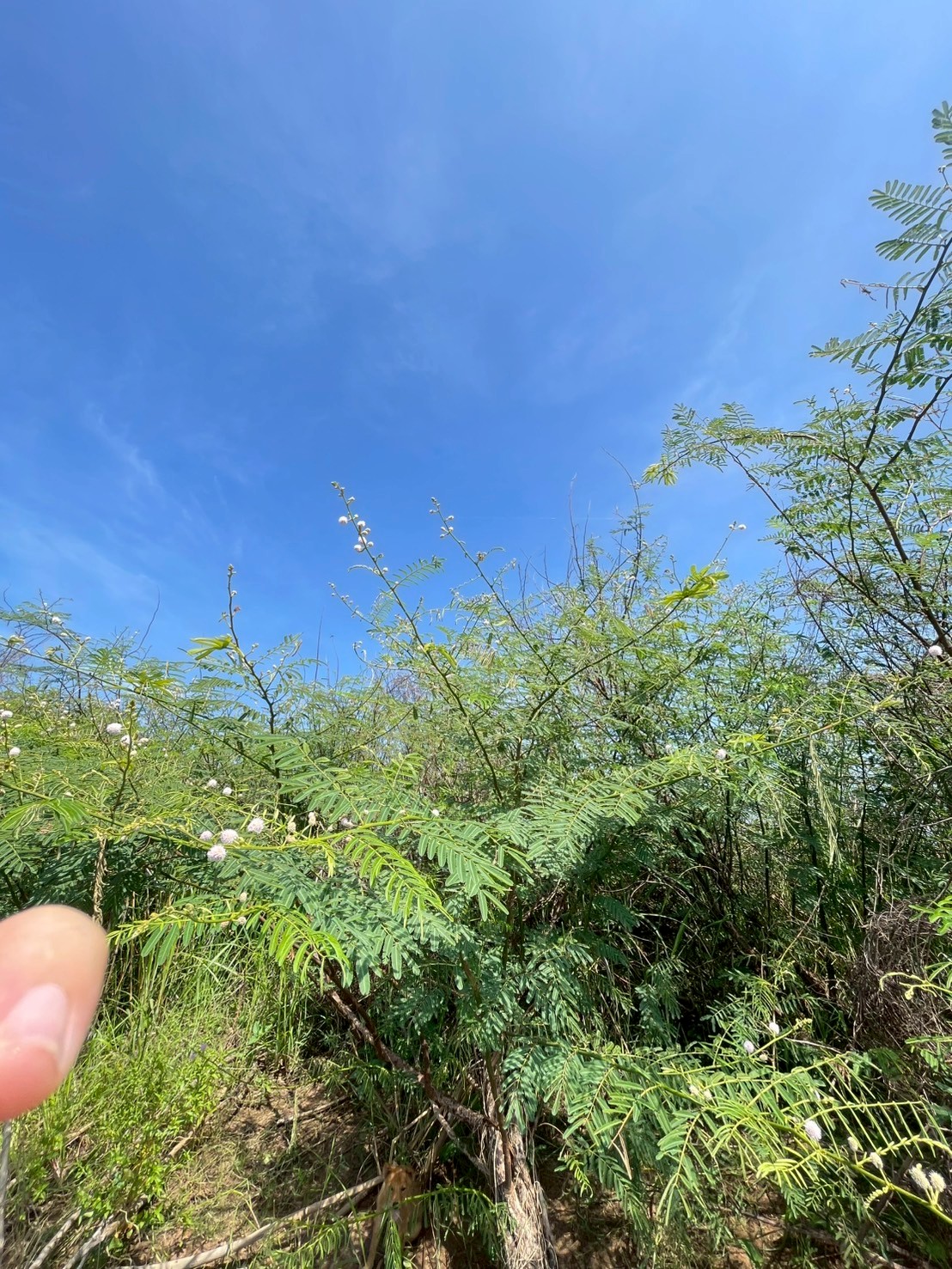 ไมยราบยักษ์