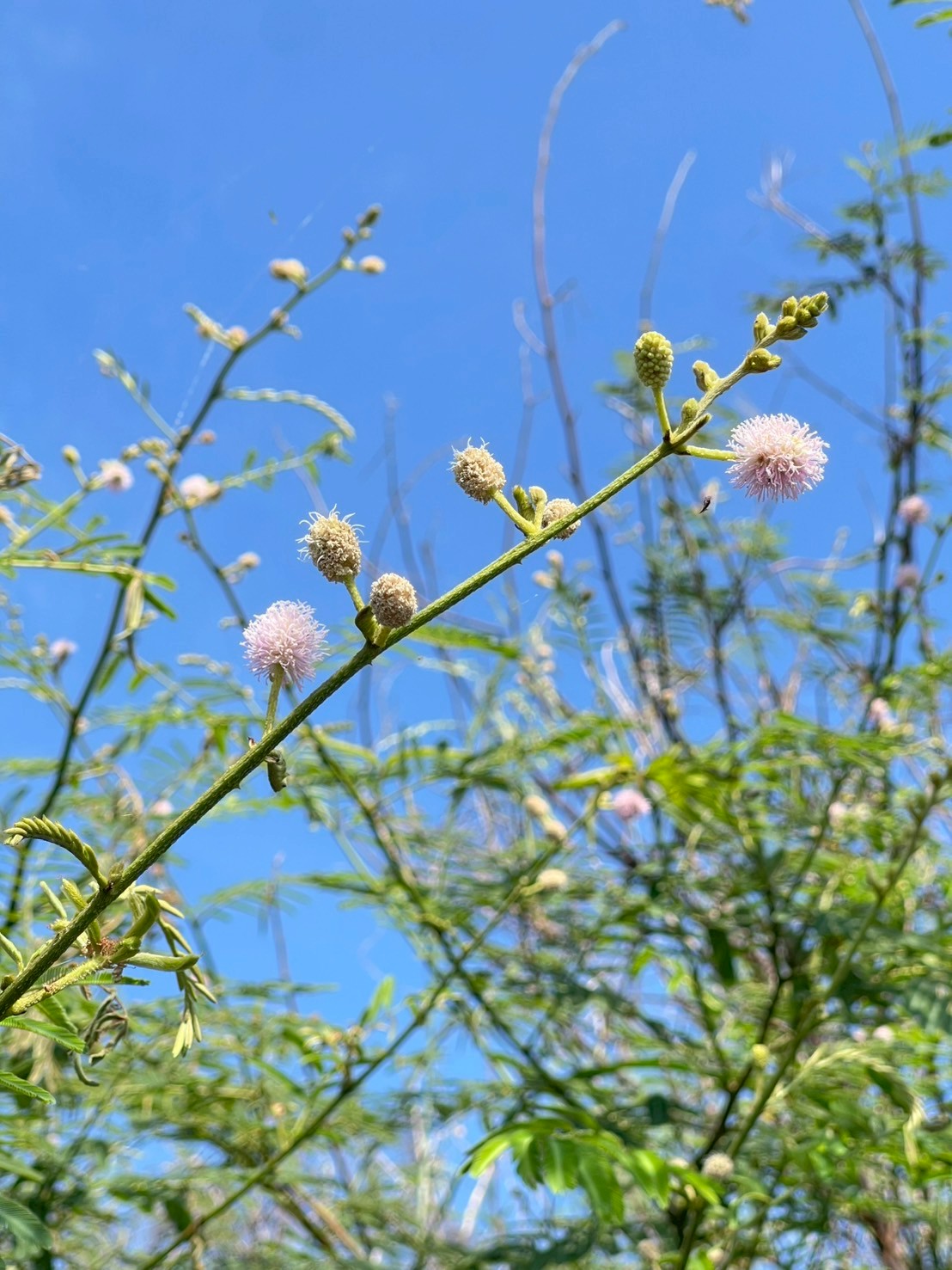 ไมยราบยักษ์