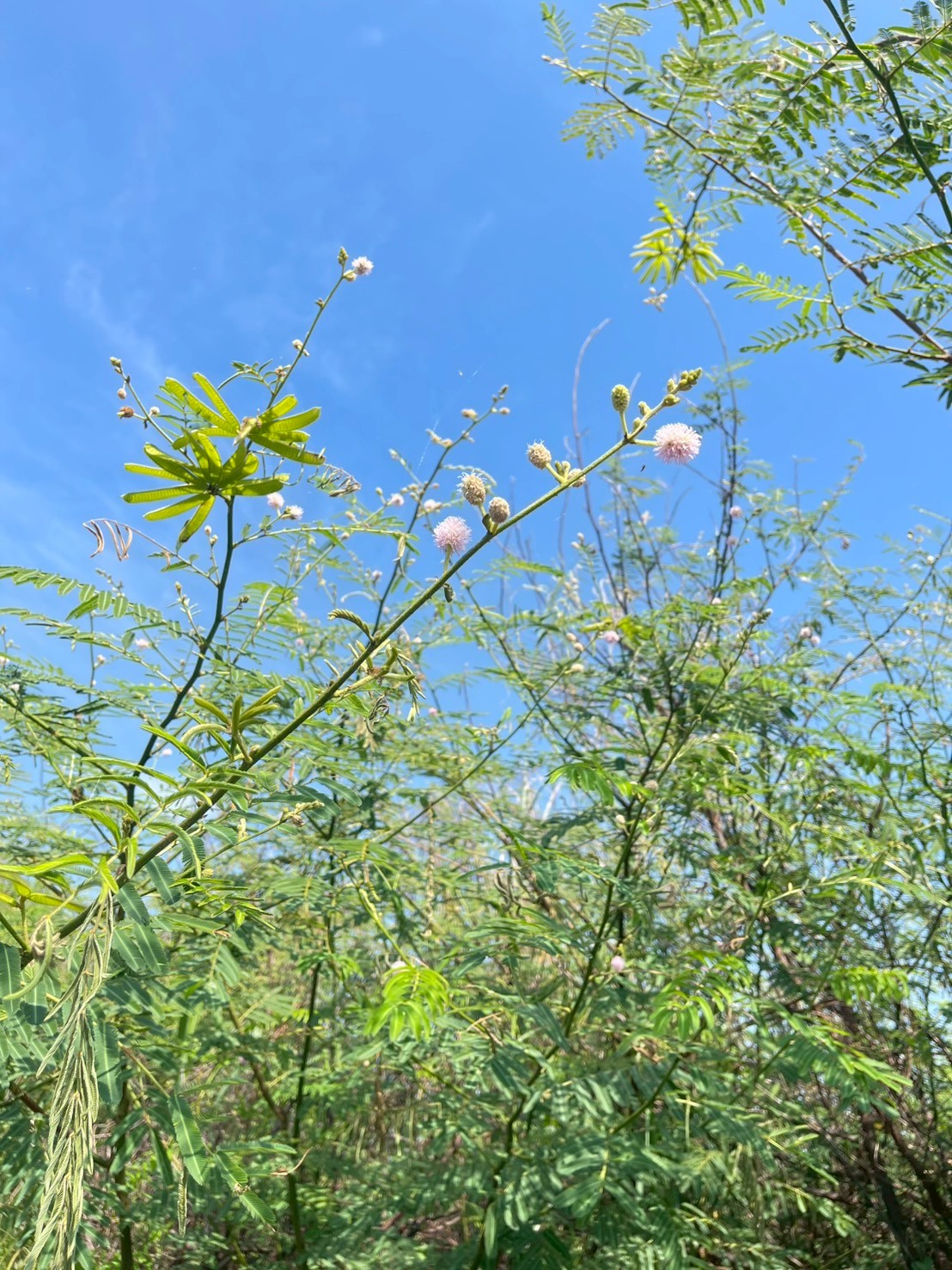 ไมยราบยักษ์