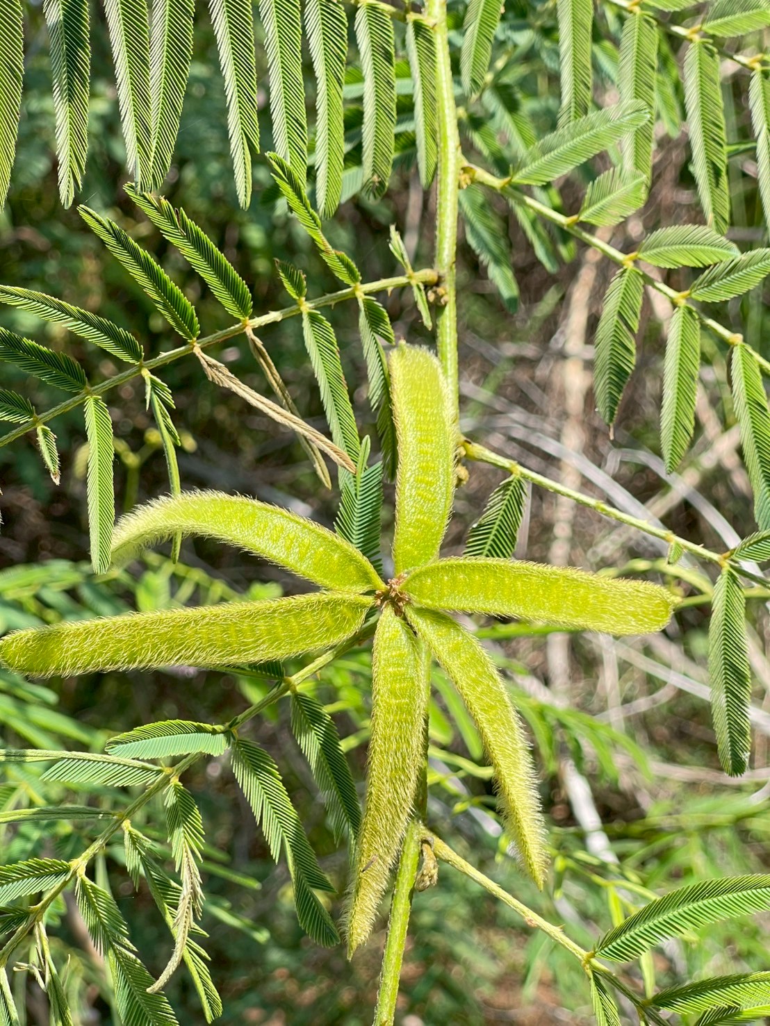 ไมยราบยักษ์