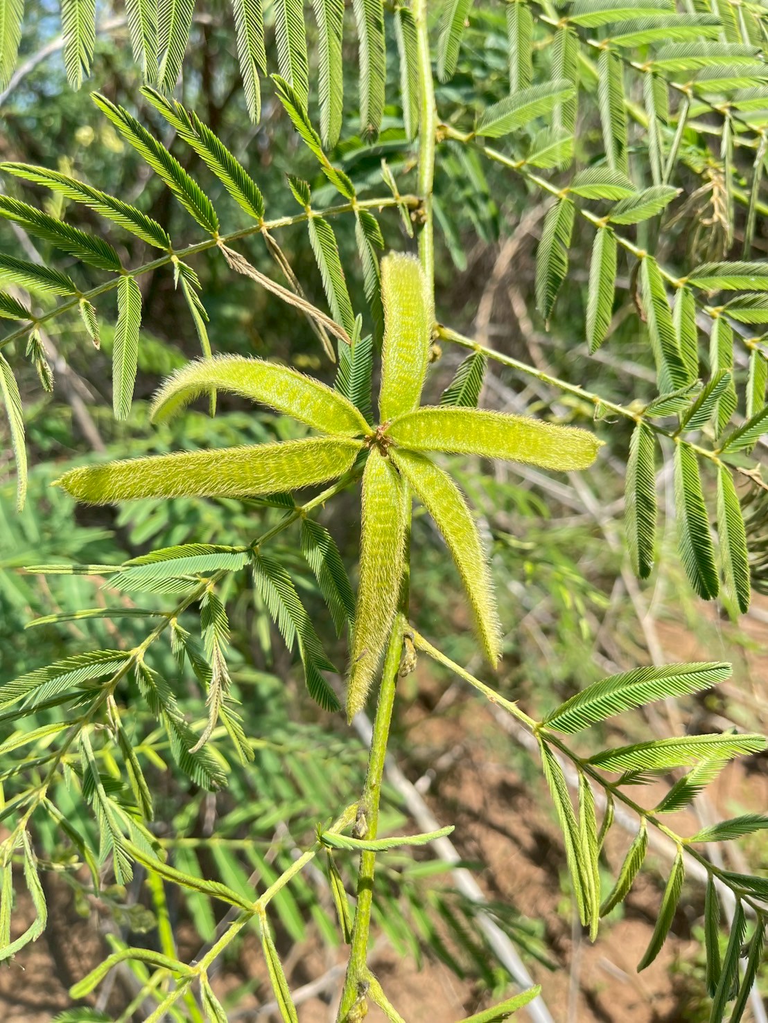 ไมยราบยักษ์