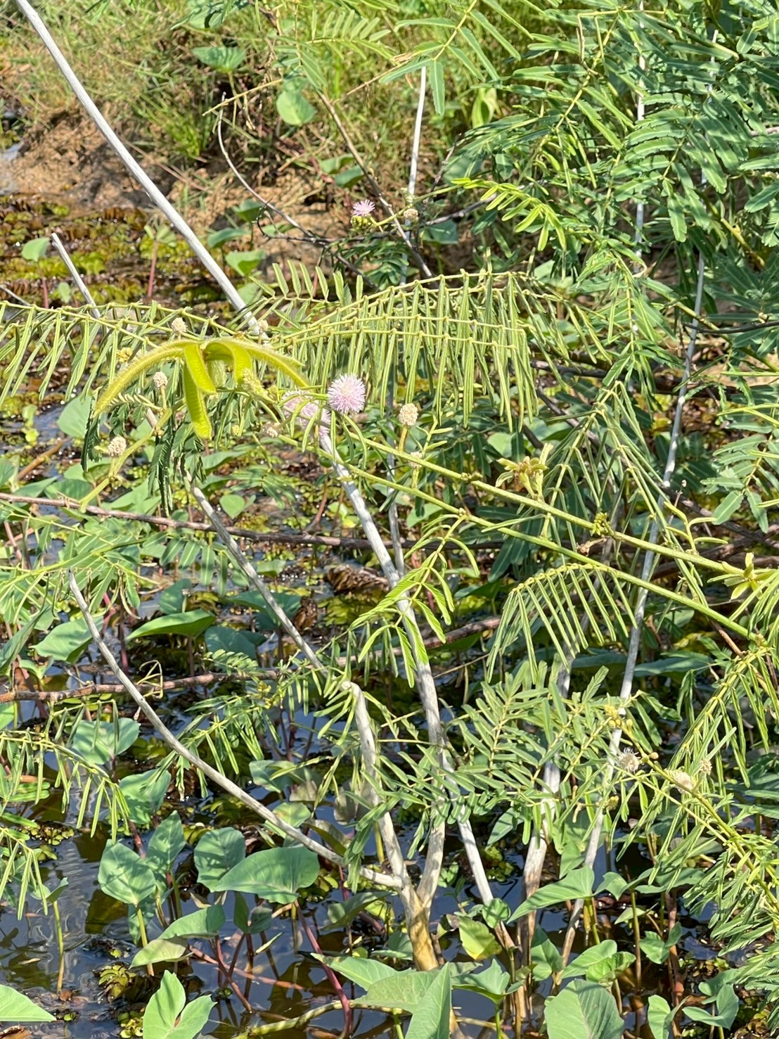 ไมยราบยักษ์