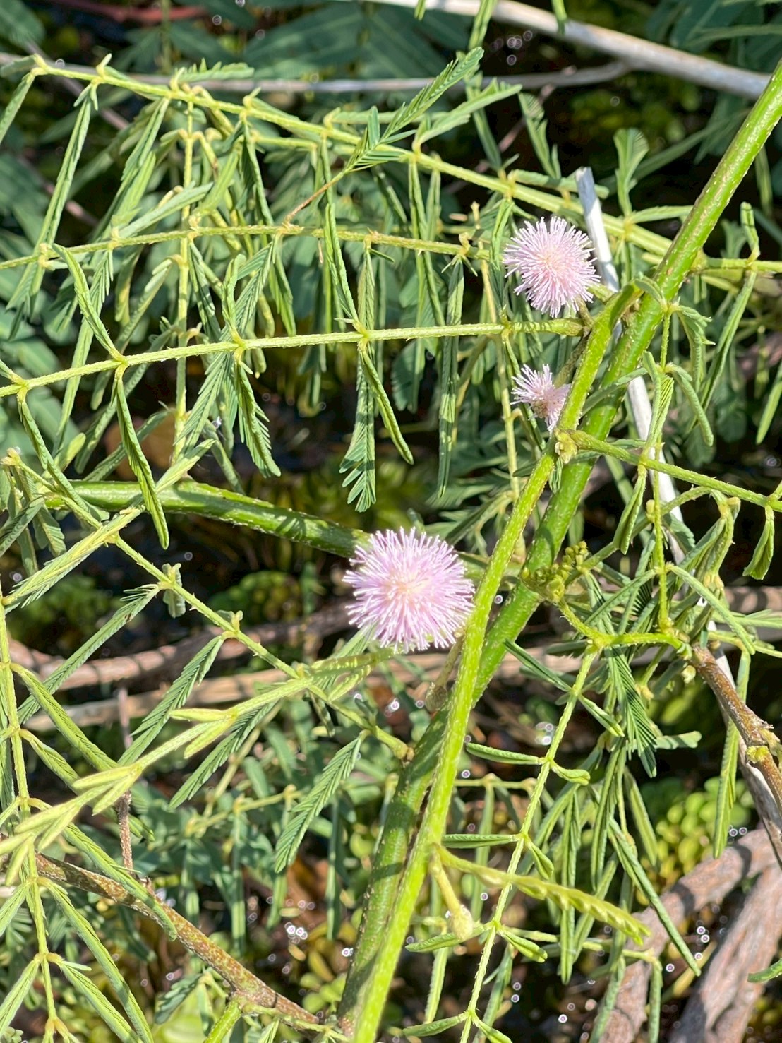 ไมยราบยักษ์