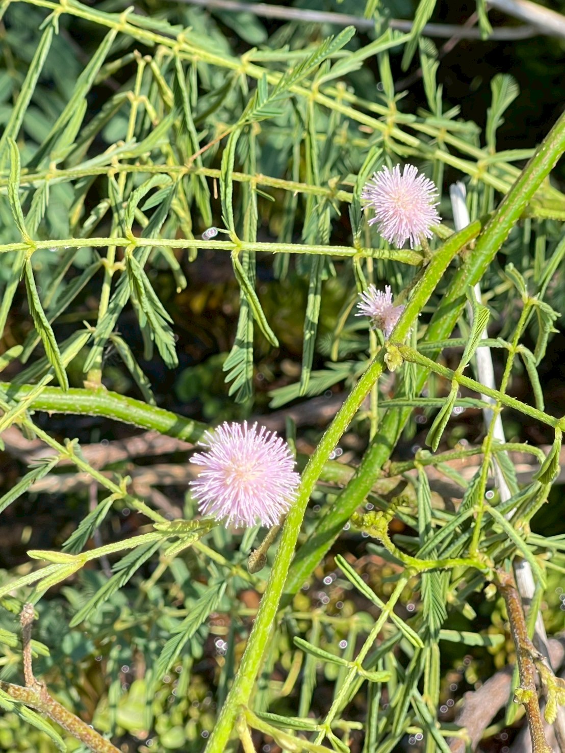 ไมยราบยักษ์