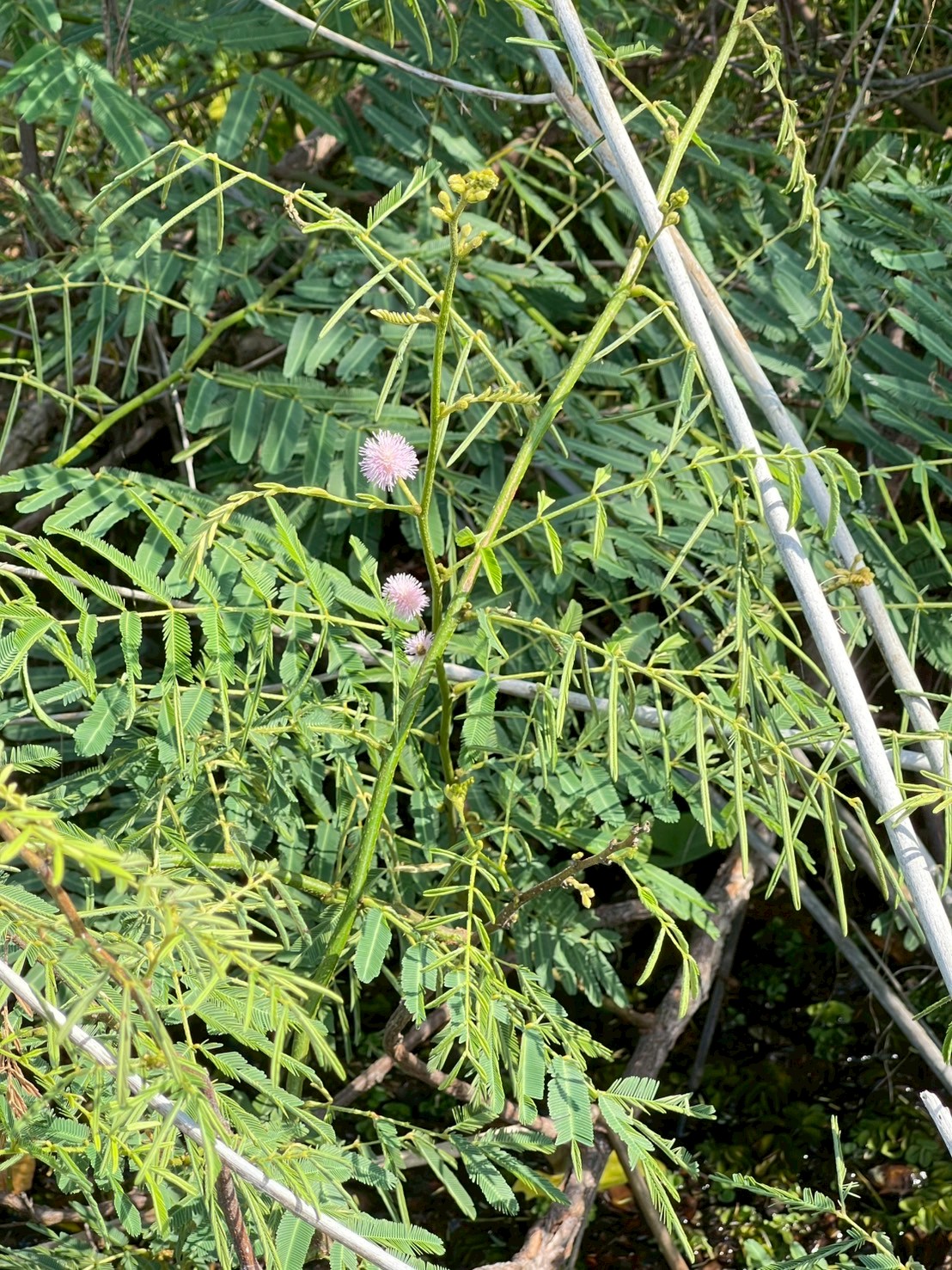 ไมยราบยักษ์