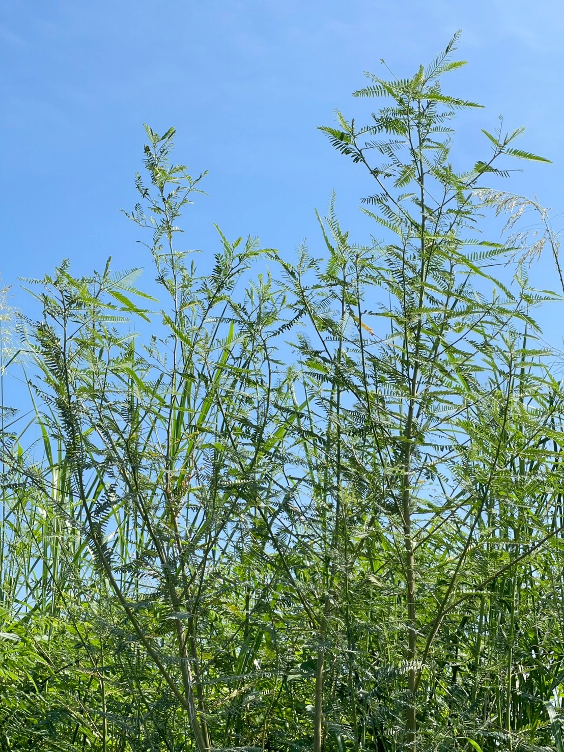 โสนกินดอก