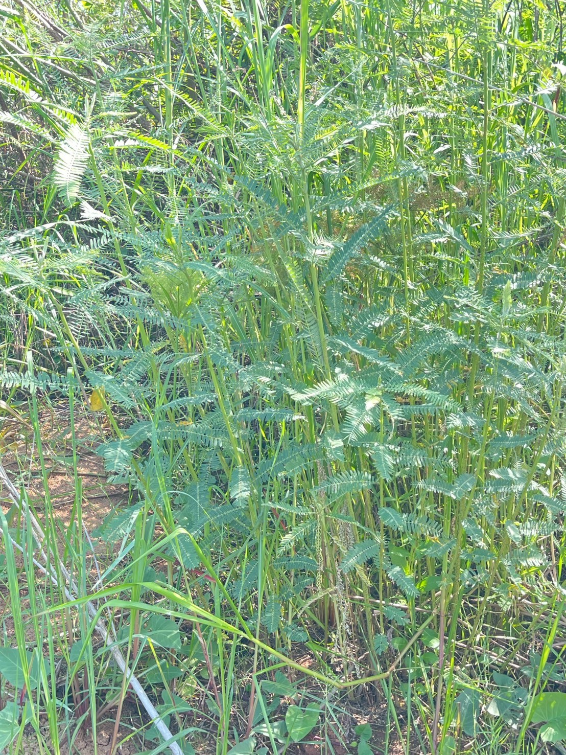 โสนกินดอก