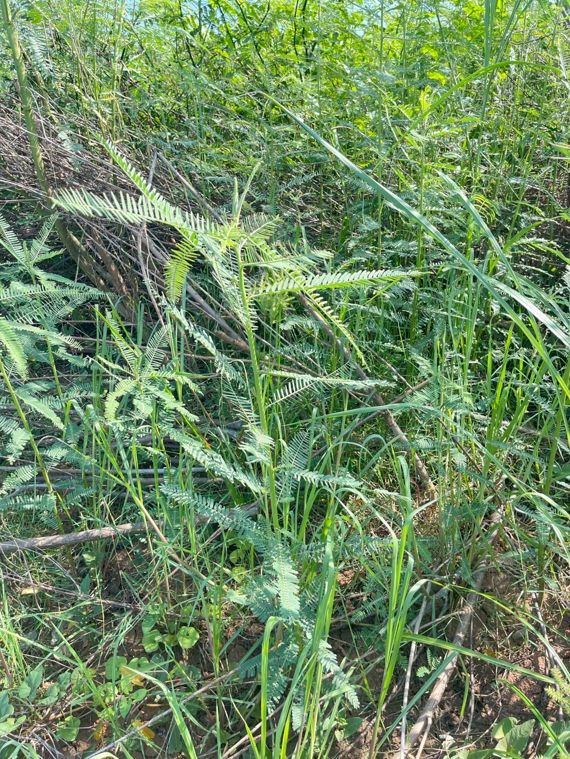 โสนกินดอก