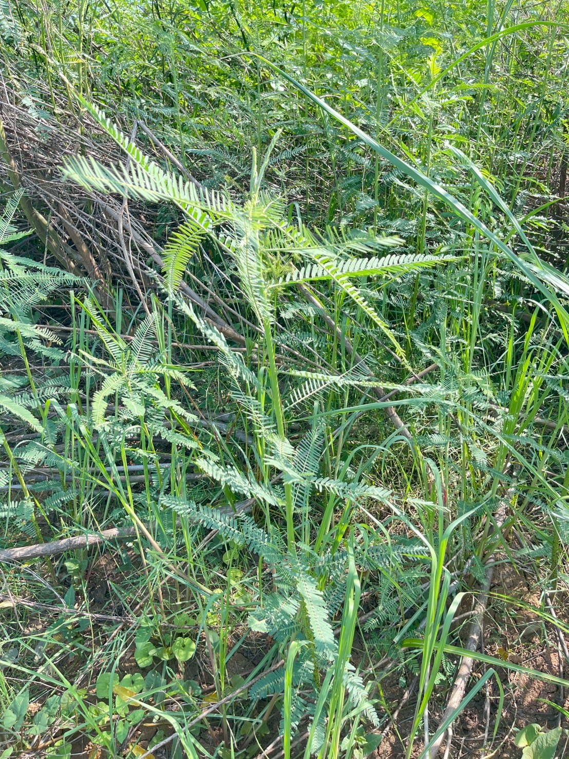 โสนกินดอก