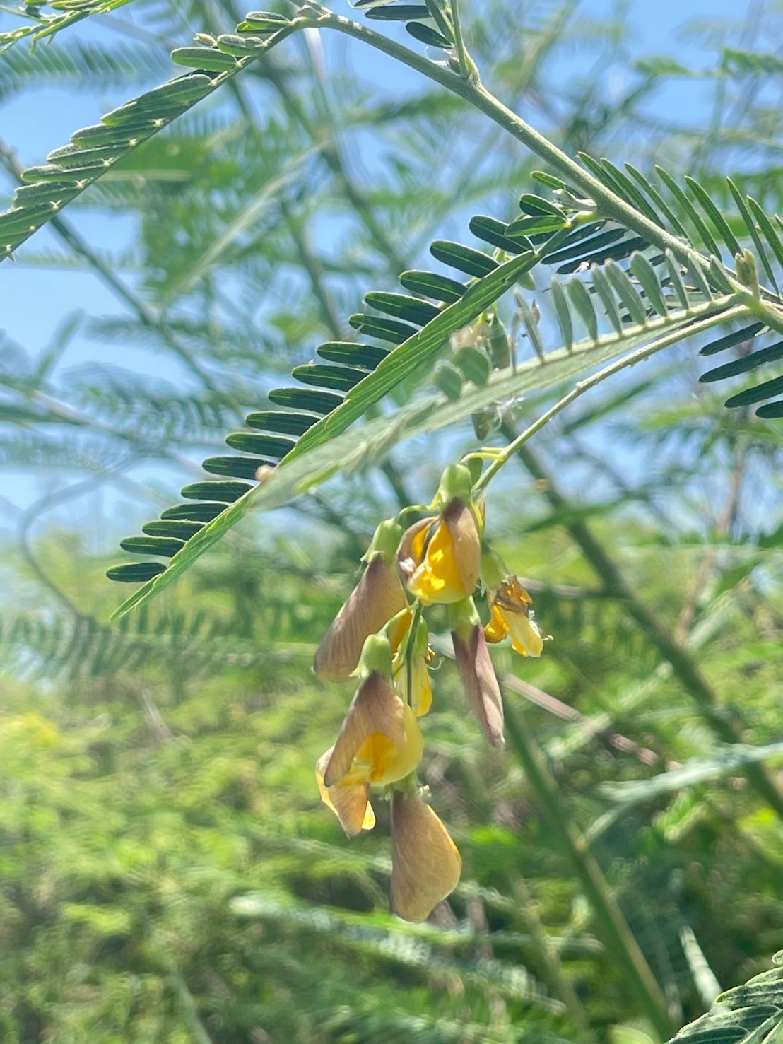 โสนกินดอก