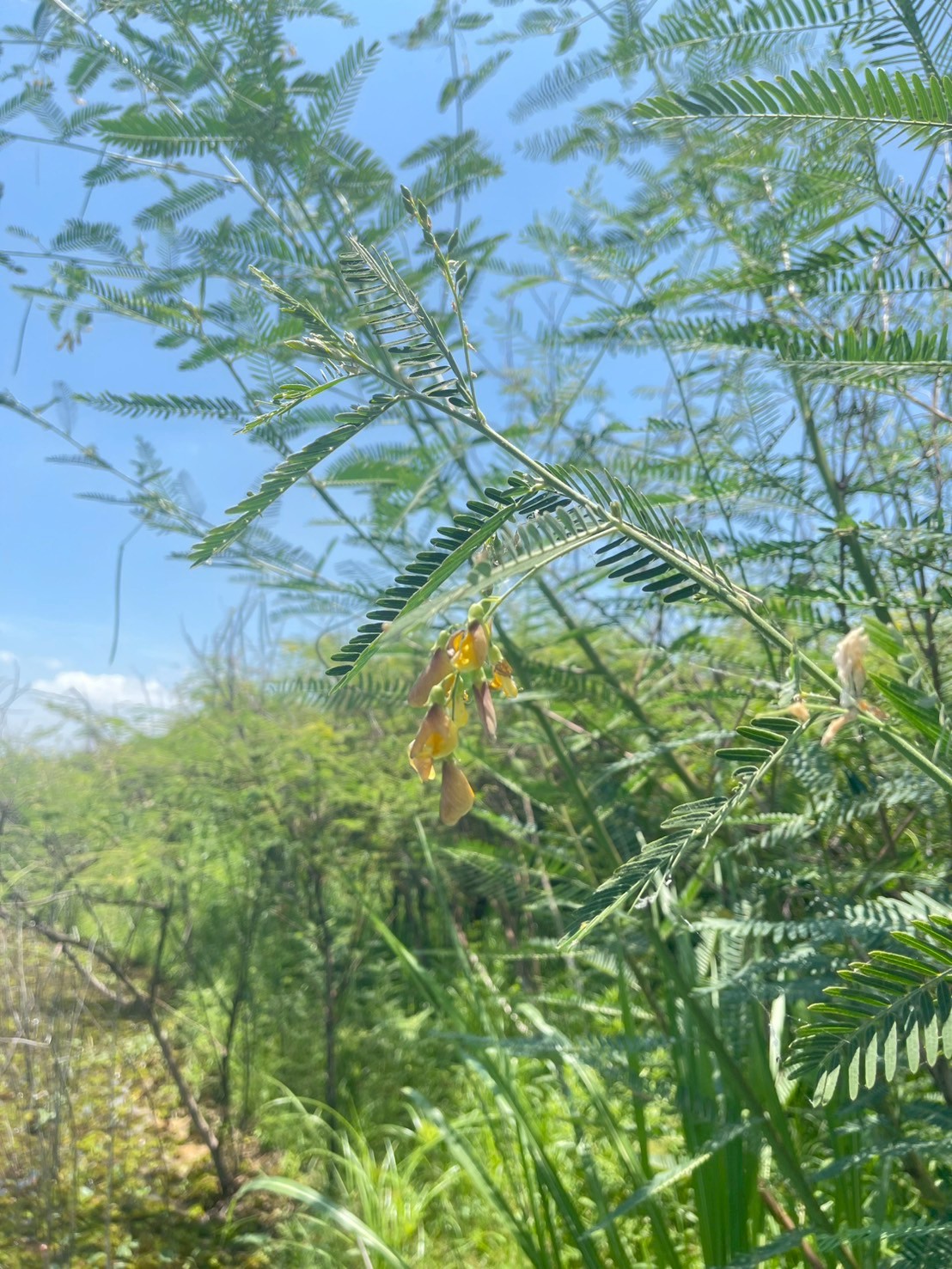 โสนกินดอก