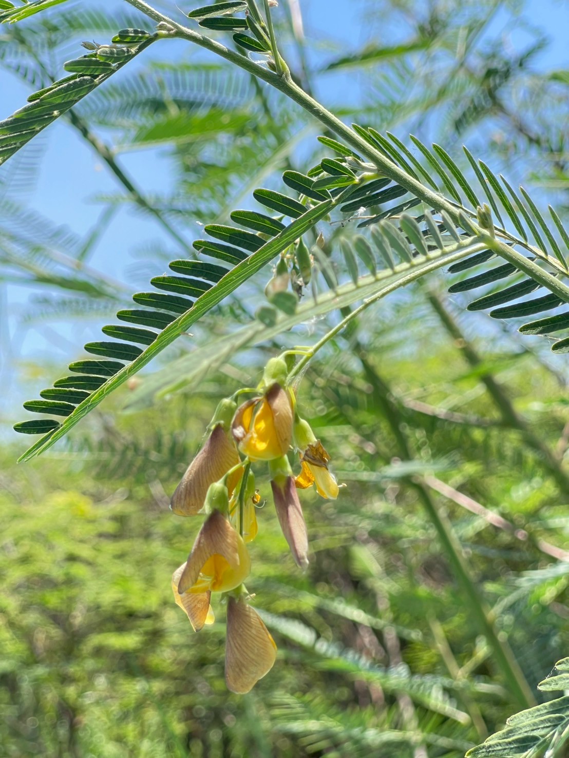 โสนกินดอก