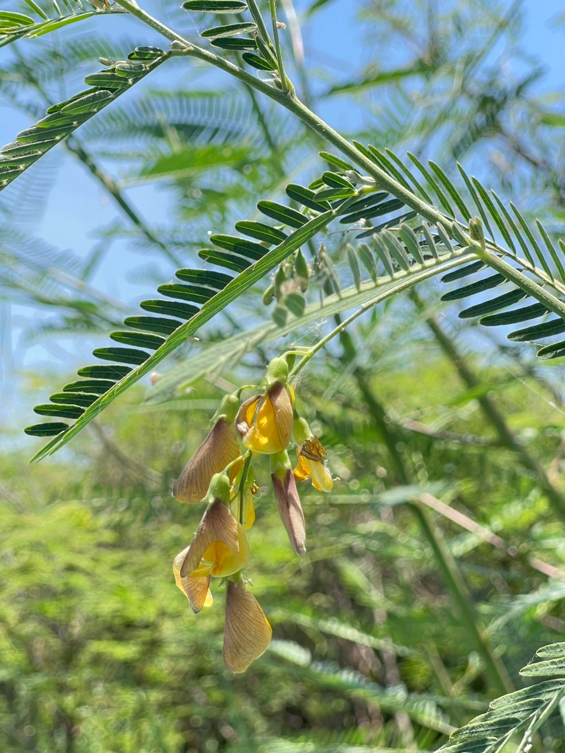 โสนกินดอก