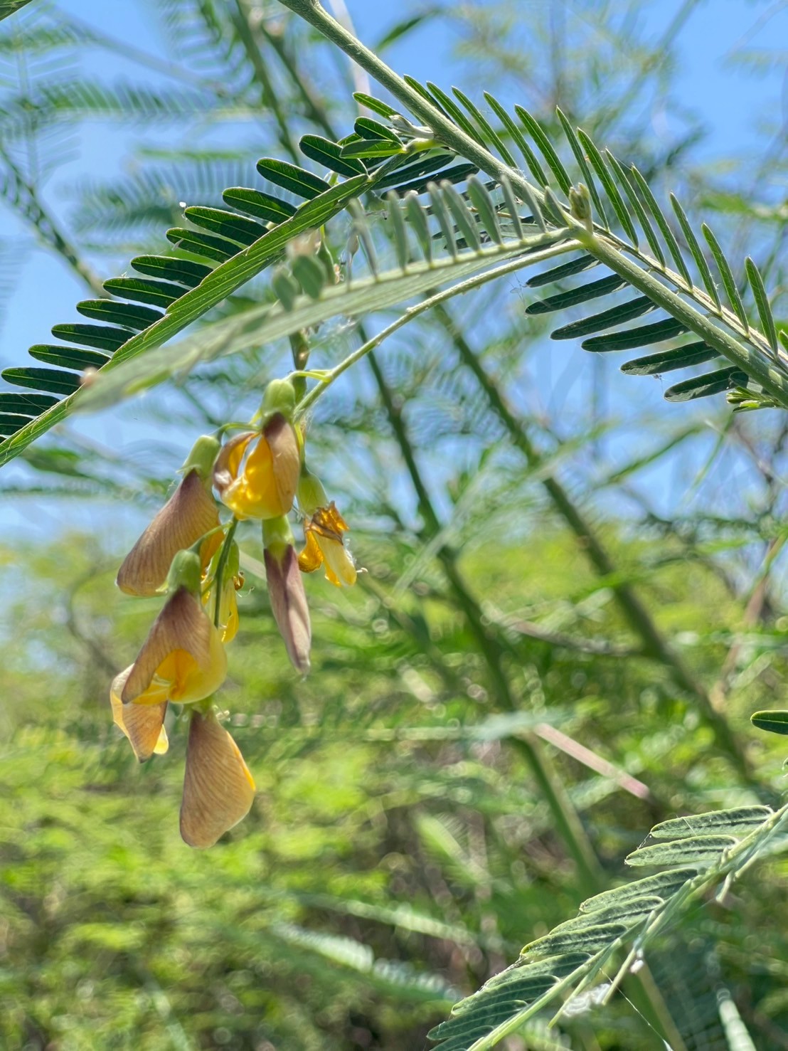 โสนกินดอก