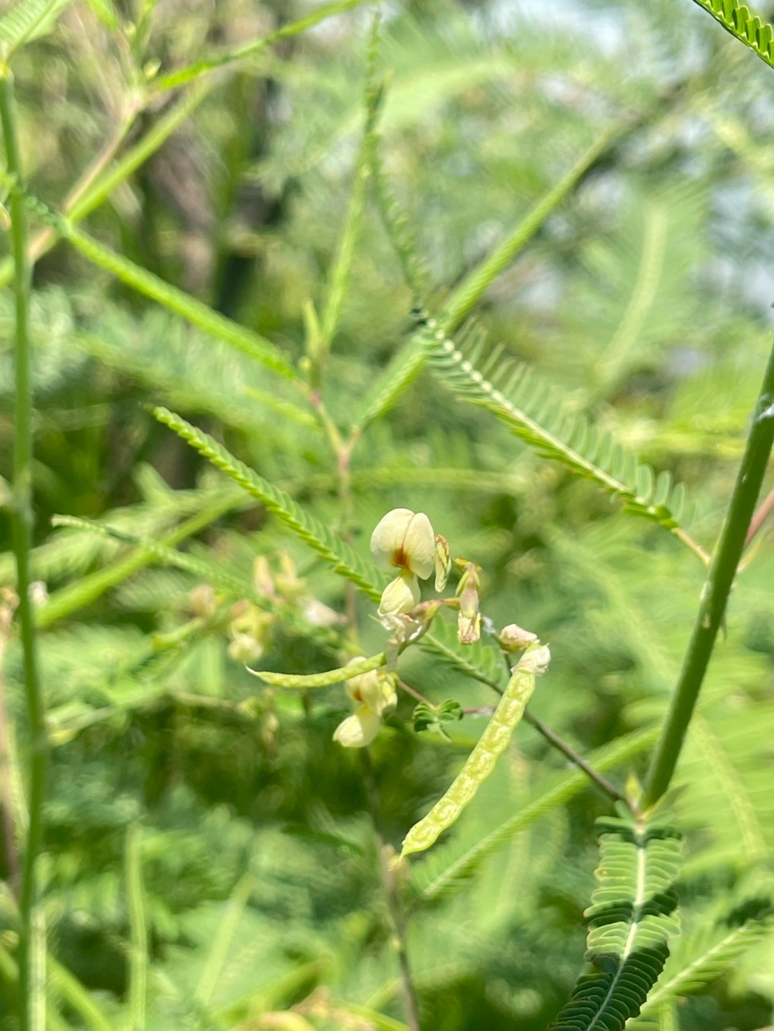 โสนหางไก่