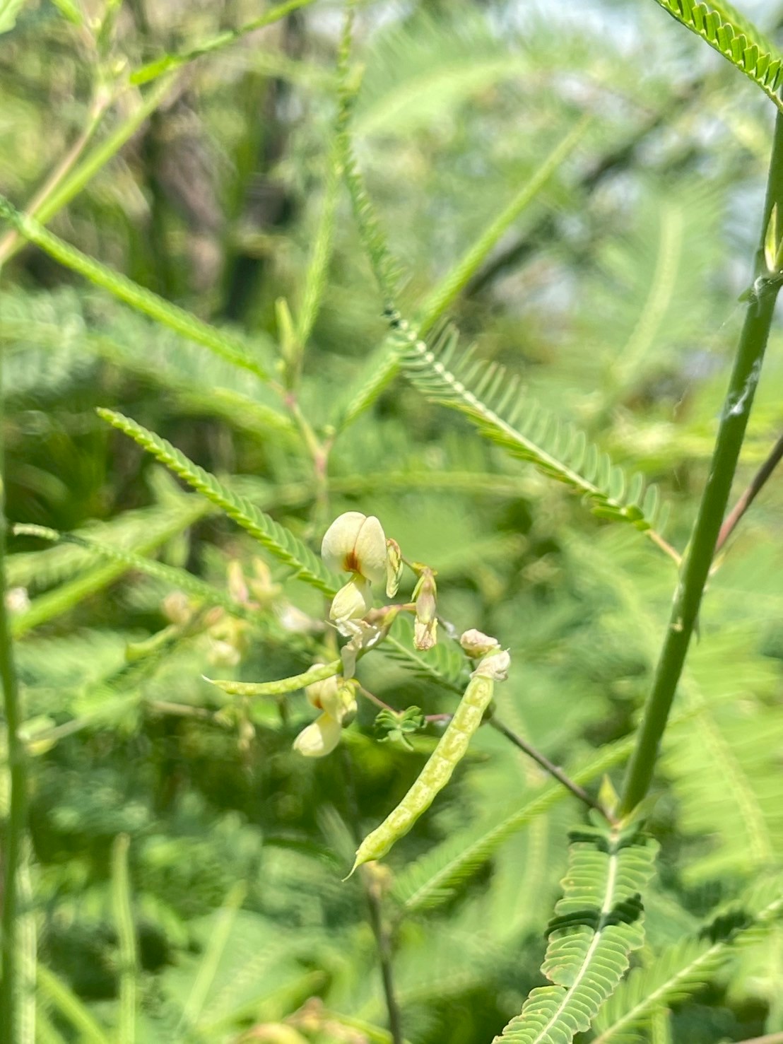 โสนหางไก่