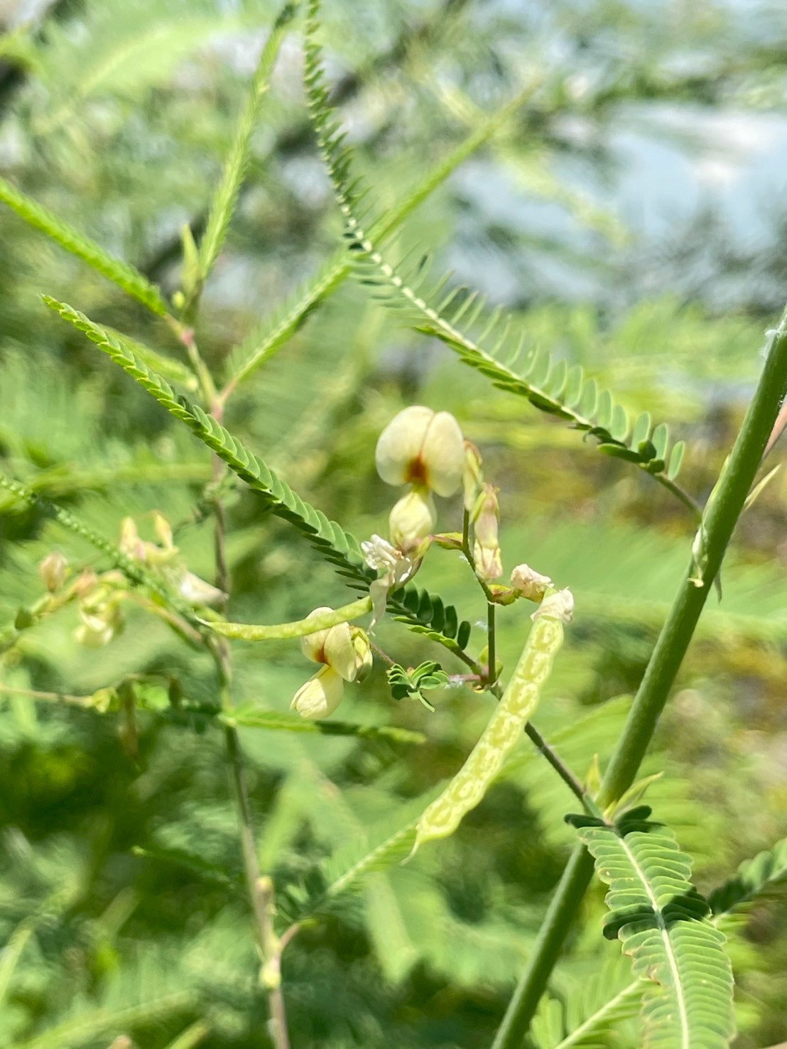 โสนหางไก่