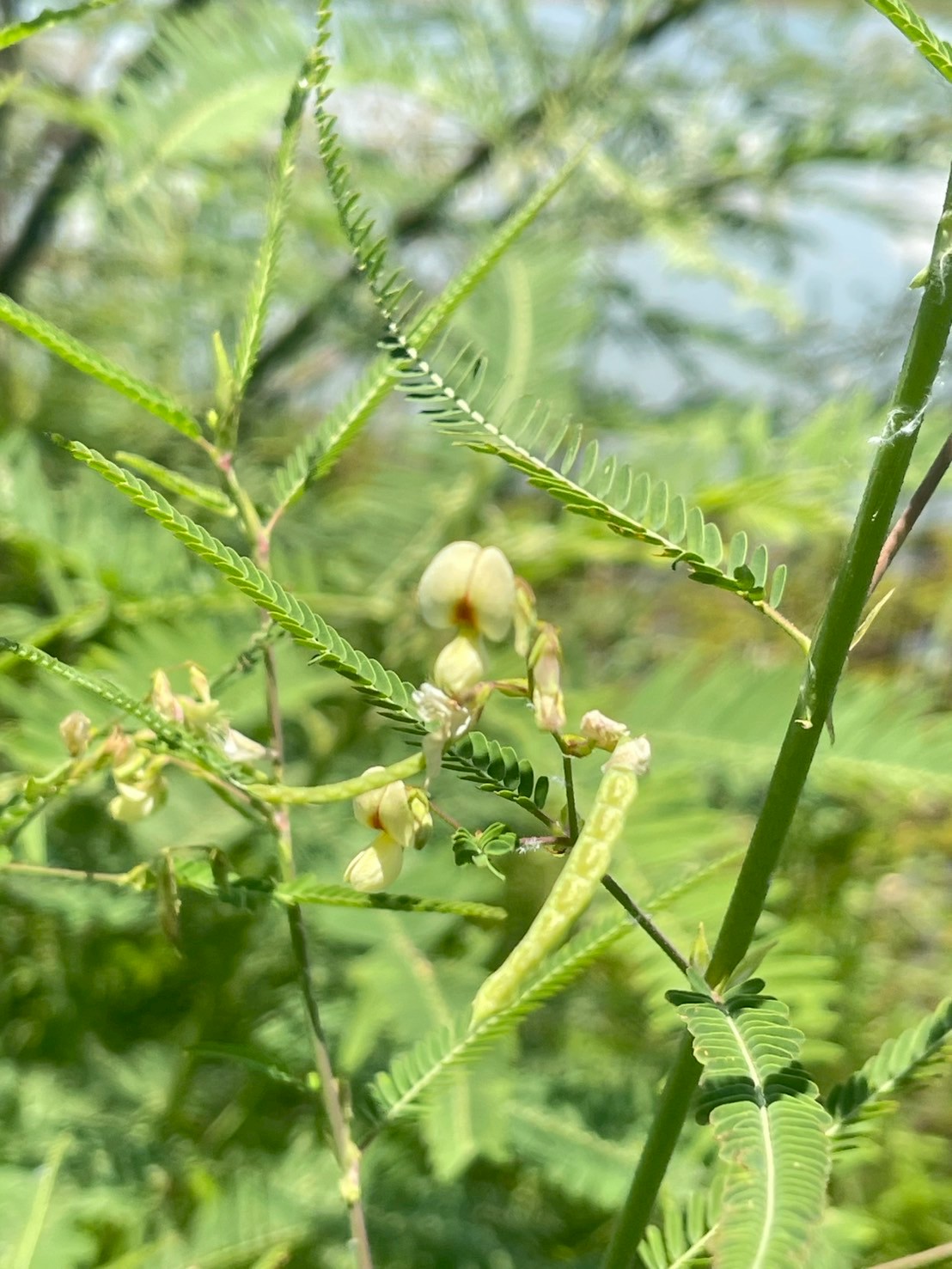 โสนหางไก่